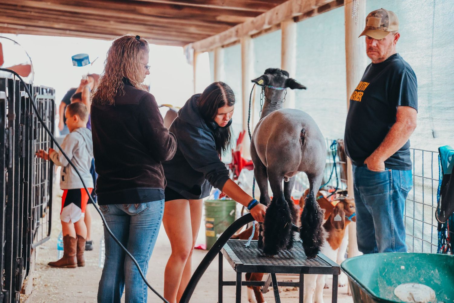 Group watching as someone grooms a show animal on grooming stand in barn area.
