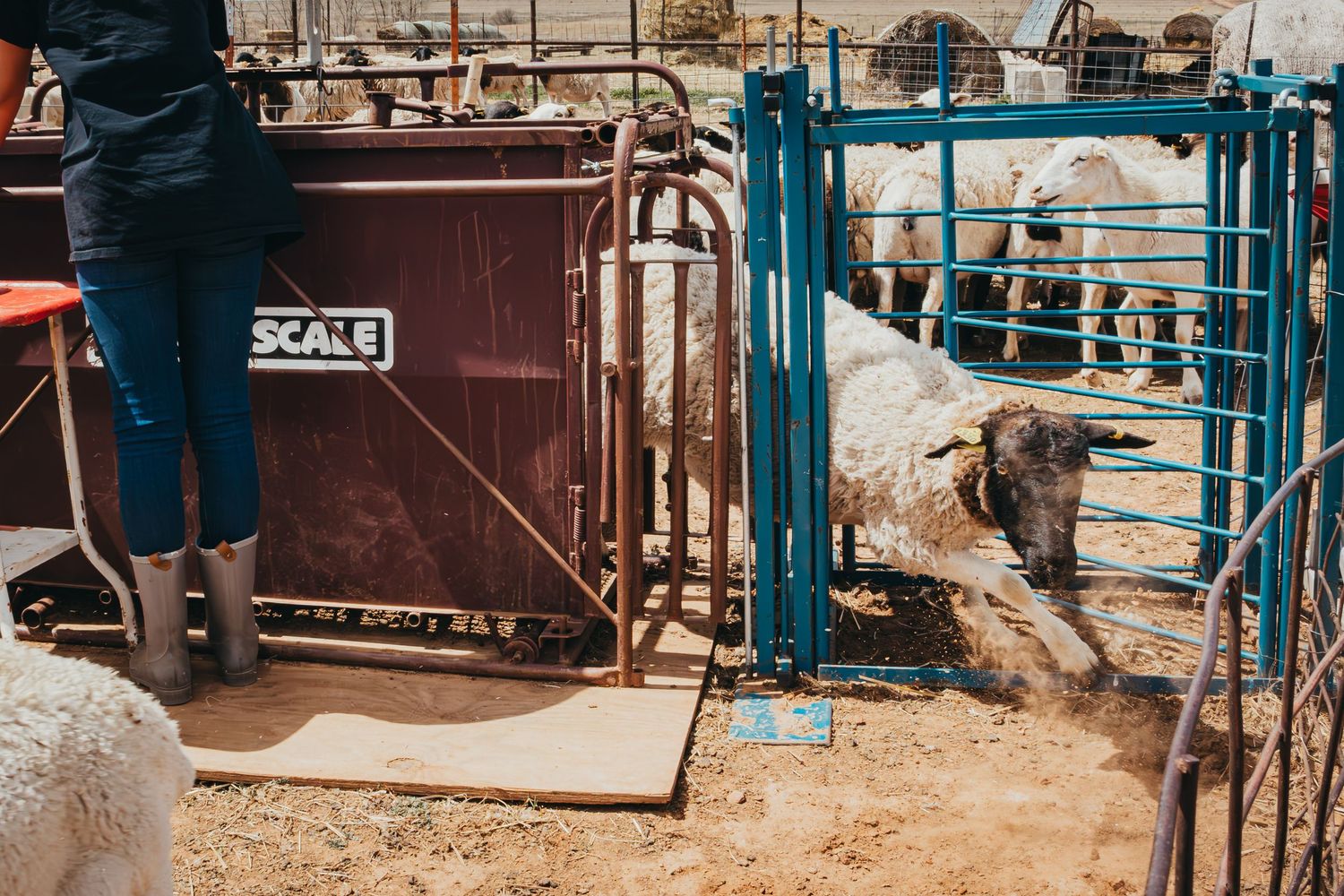 Livestock handling equipment setup with metal gates and chutes.