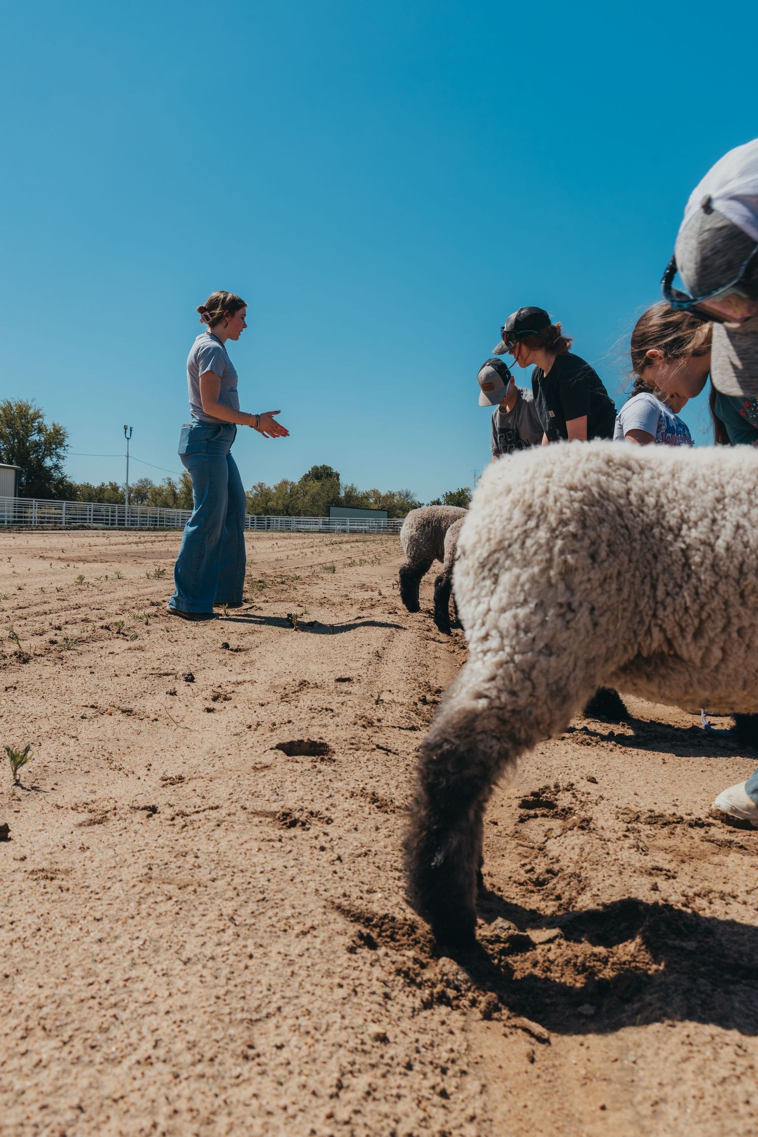 People gathered around a sheep in a dusty arena during training or demonstration.