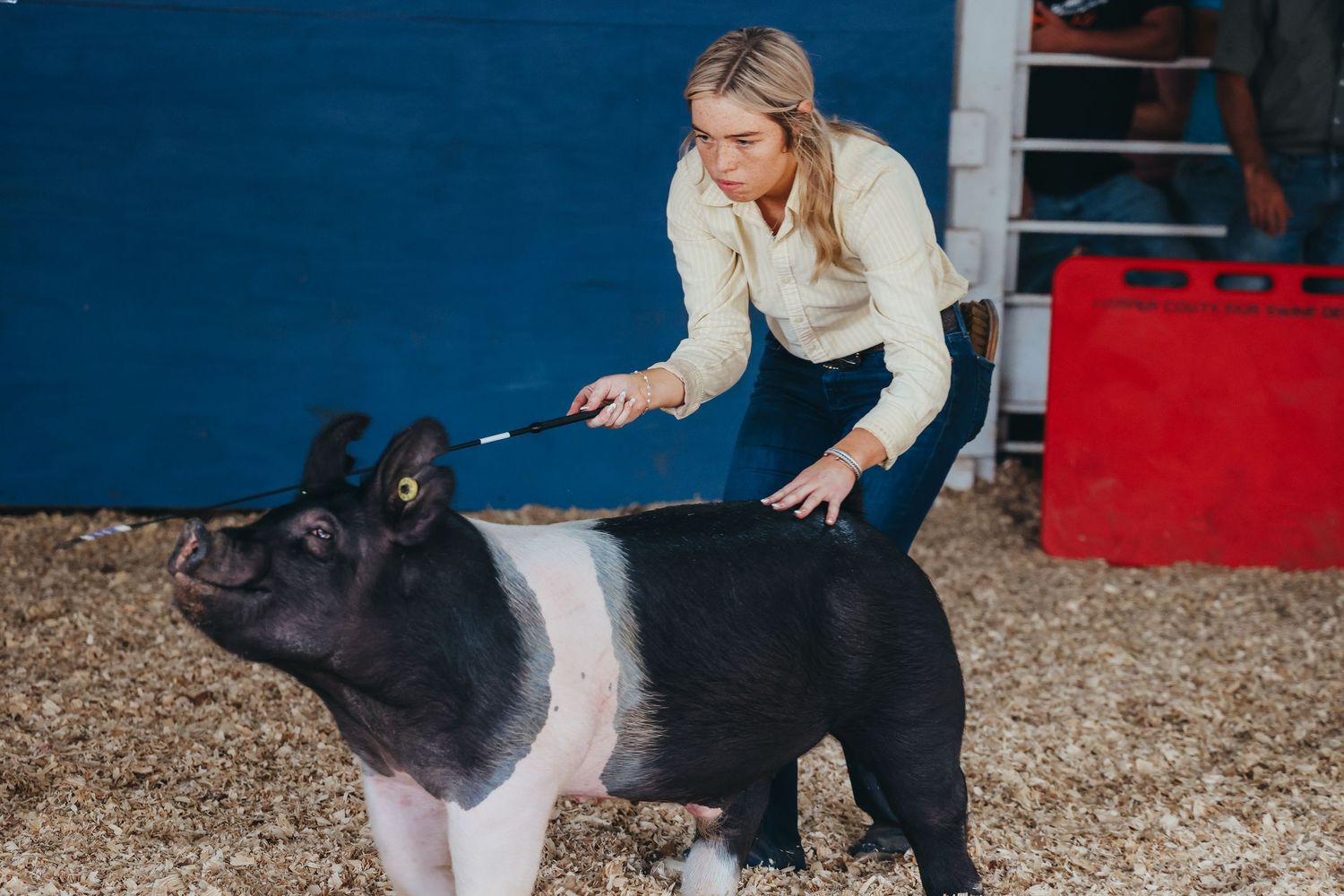 Person brushing a black and white show pig in a barn setting.