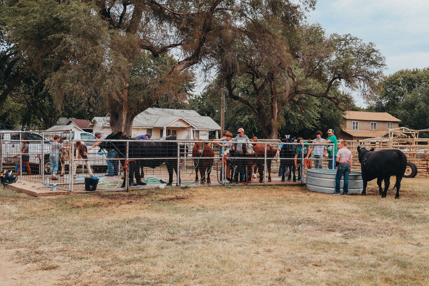 People gathered around livestock pens at a rural outdoor event.