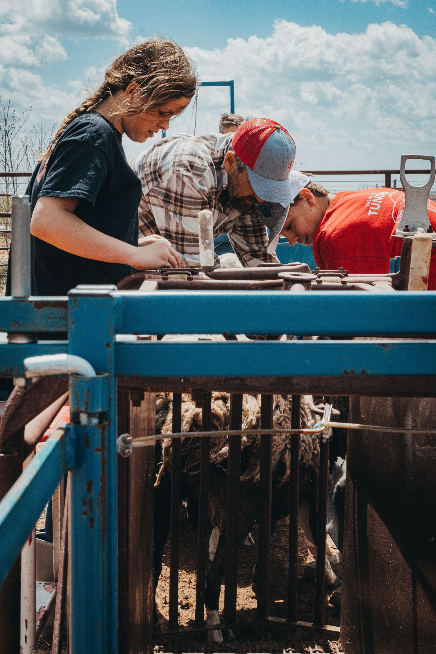 People working together in a livestock handling facility examining sheep on a sunny day with blue skies.