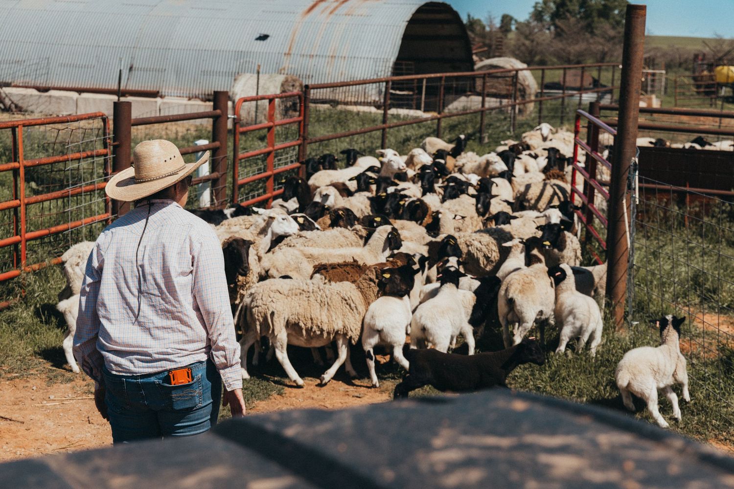 Rancher herds flock of sheep through metal gate on farm.