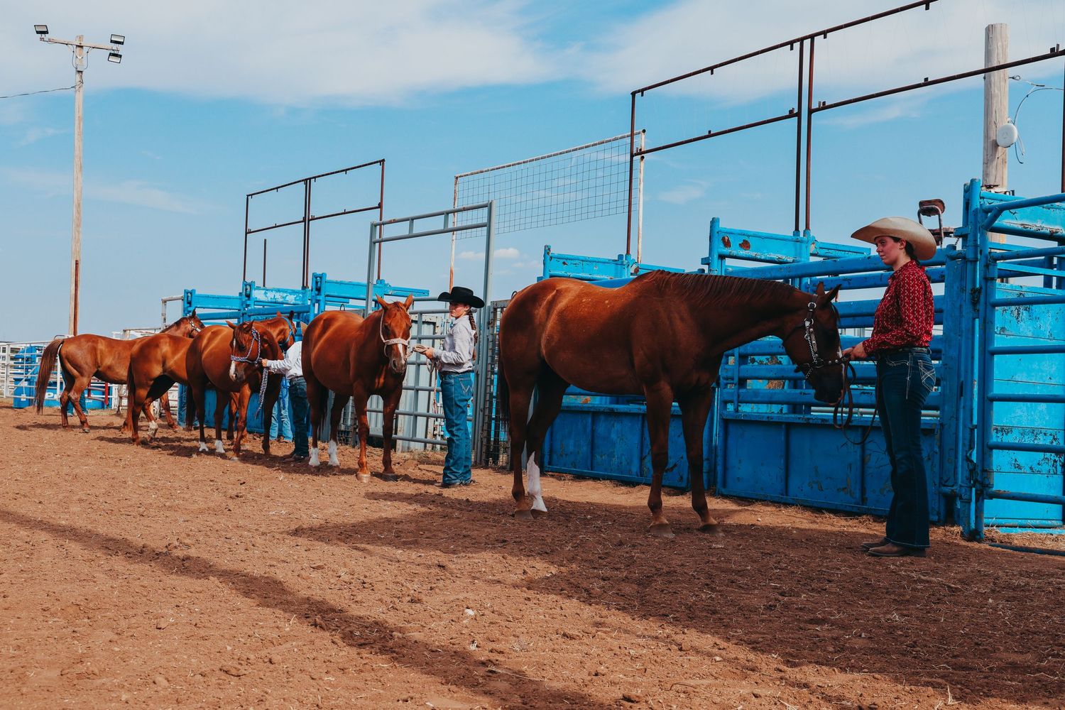 Row of horses with handlers lined up along blue arena panels.