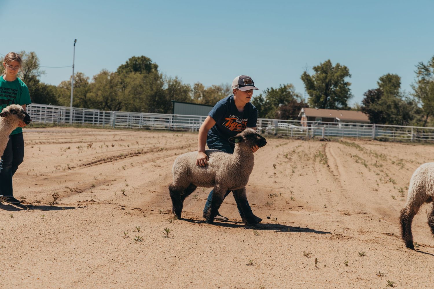 Person guides a small sheep across sandy ground while others watch nearby.
