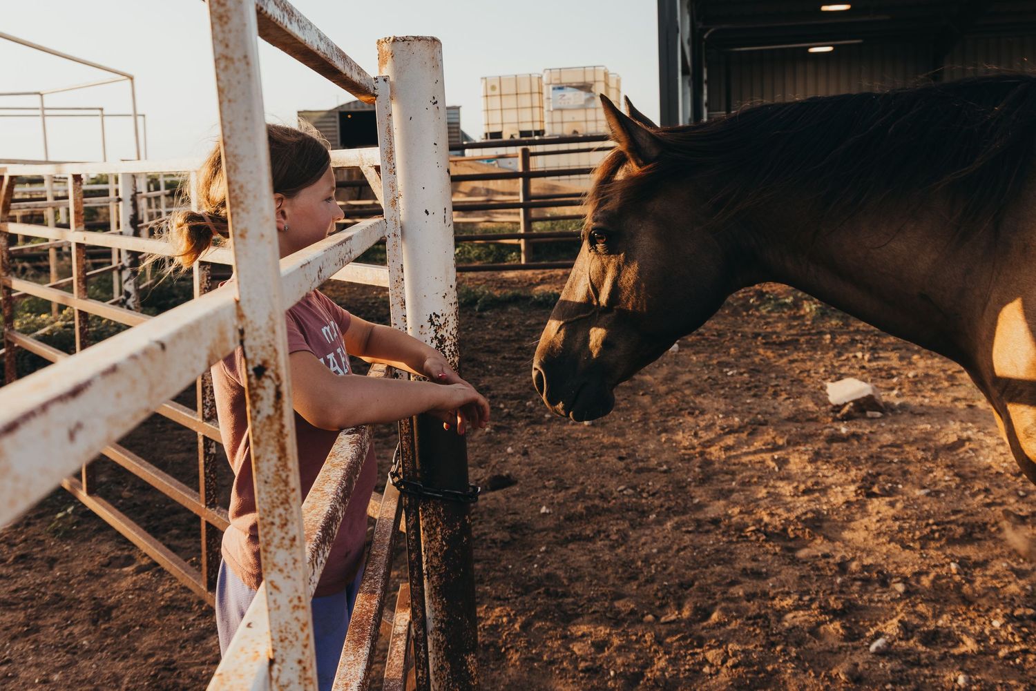 A brown horse approaches the fence of a rustic stable during golden hour sunlight.