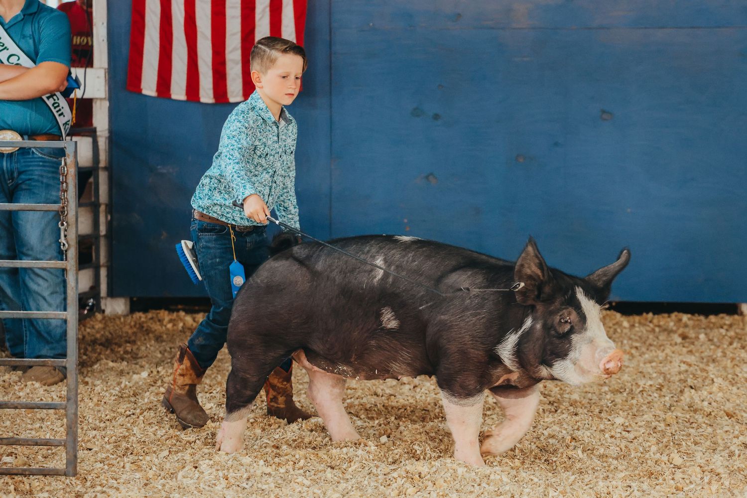 A spotted black and white pig being presented in a show ring with an American flag visible.