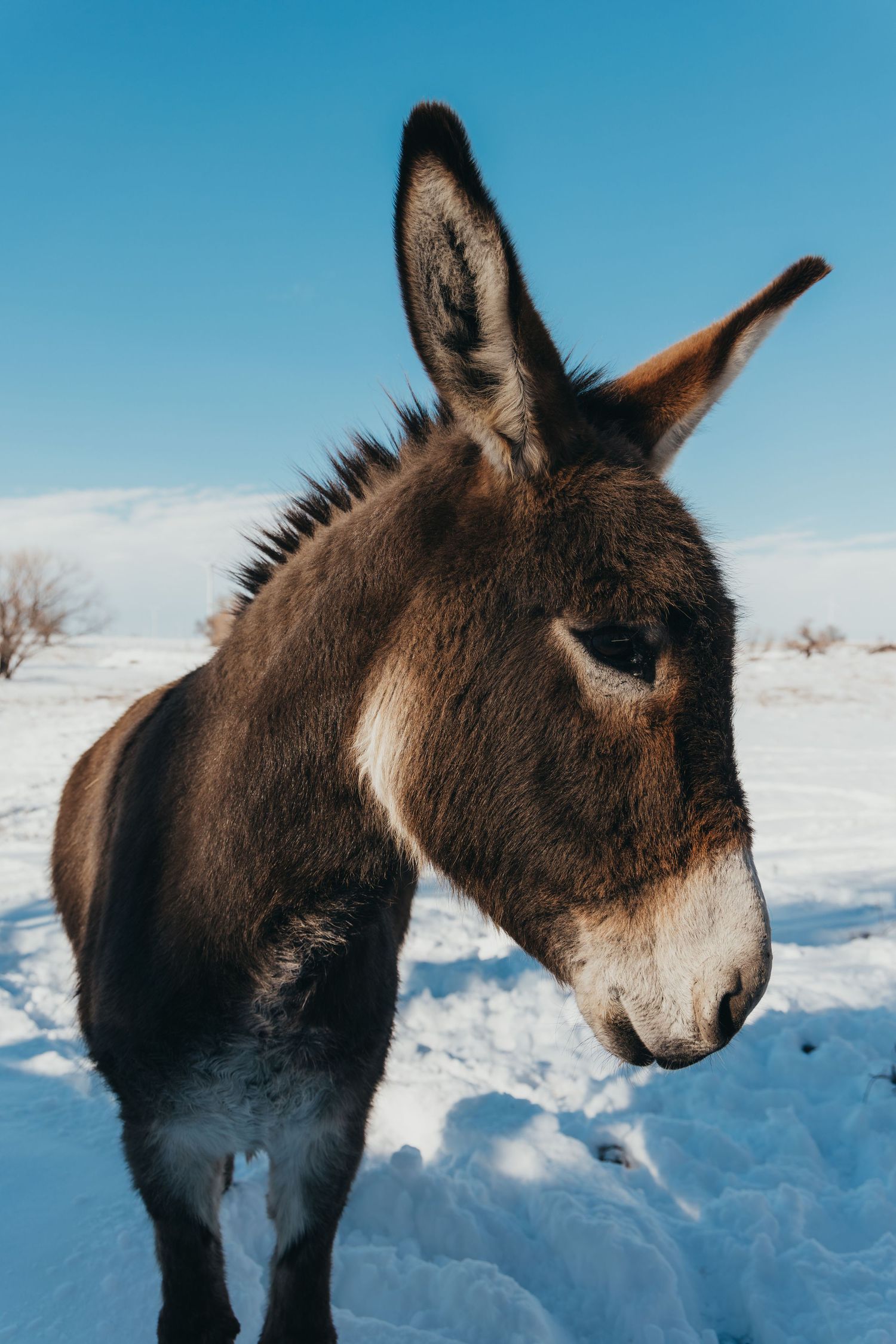 Close-up portrait of a brown donkey against a snowy winter landscape with blue sky.
