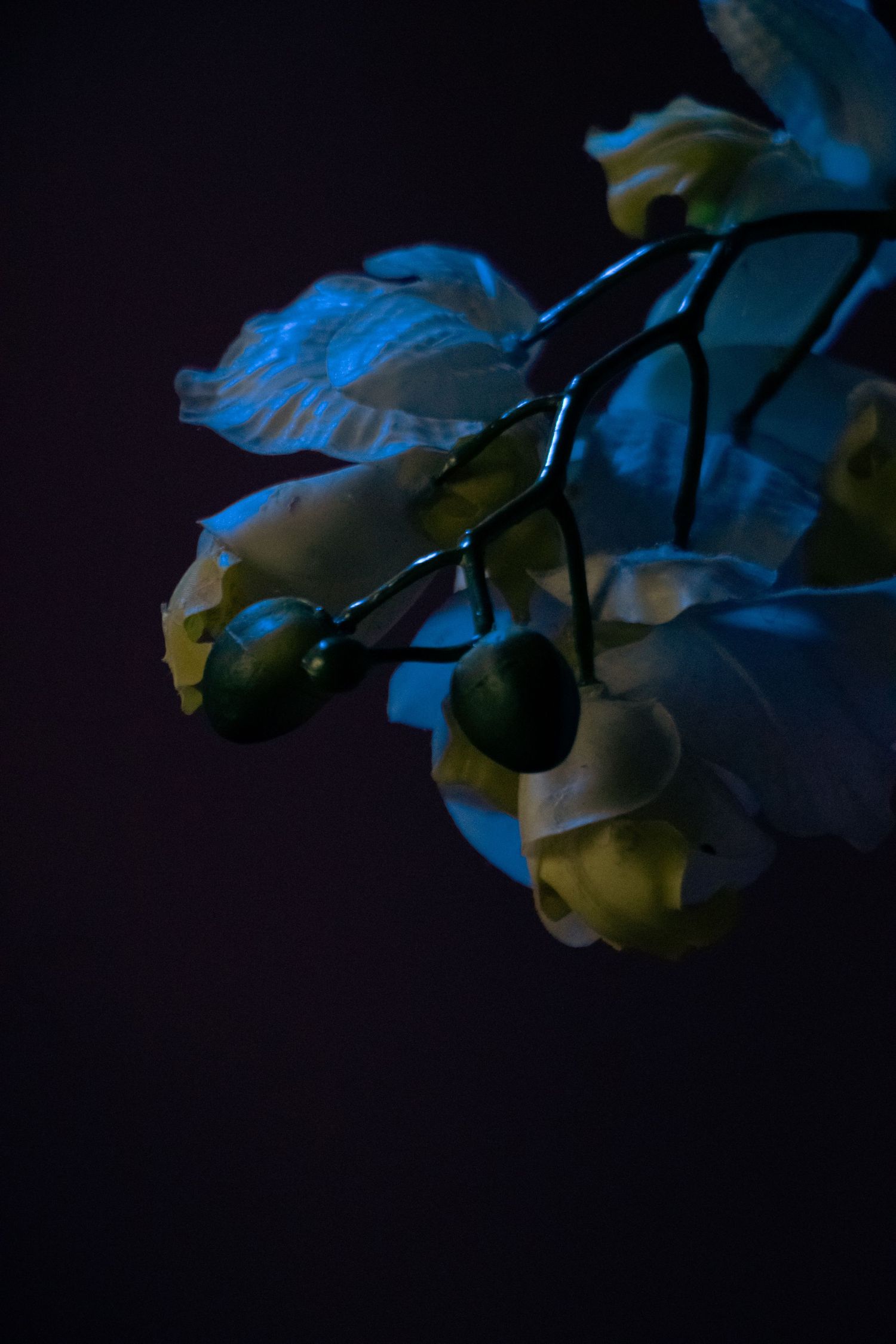 Blue-tinted close-up of white flower petals in darkness creating a moody atmospheric composition.