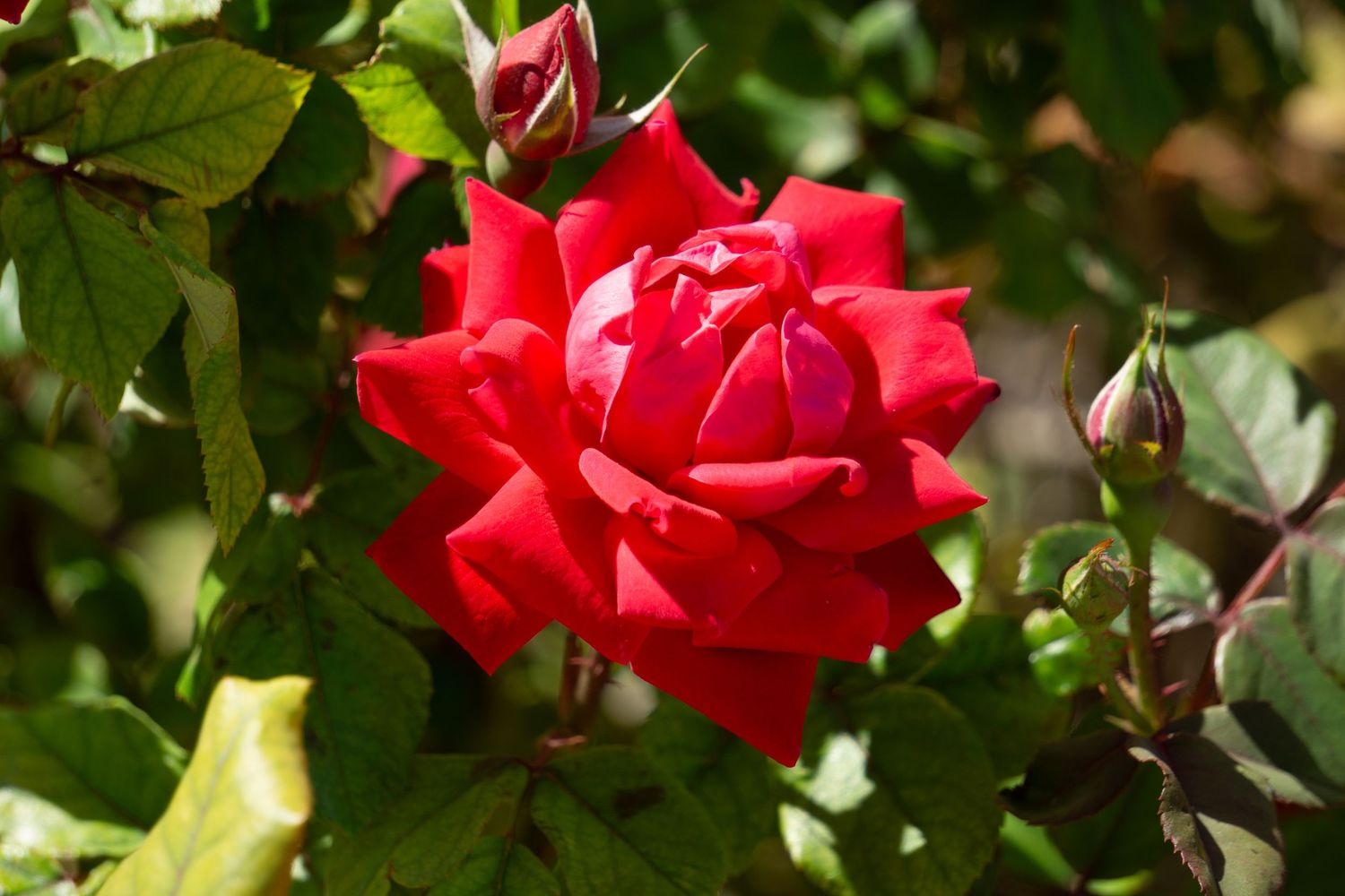 Vibrant red rose in full bloom with buds and green foliage in natural sunlight.