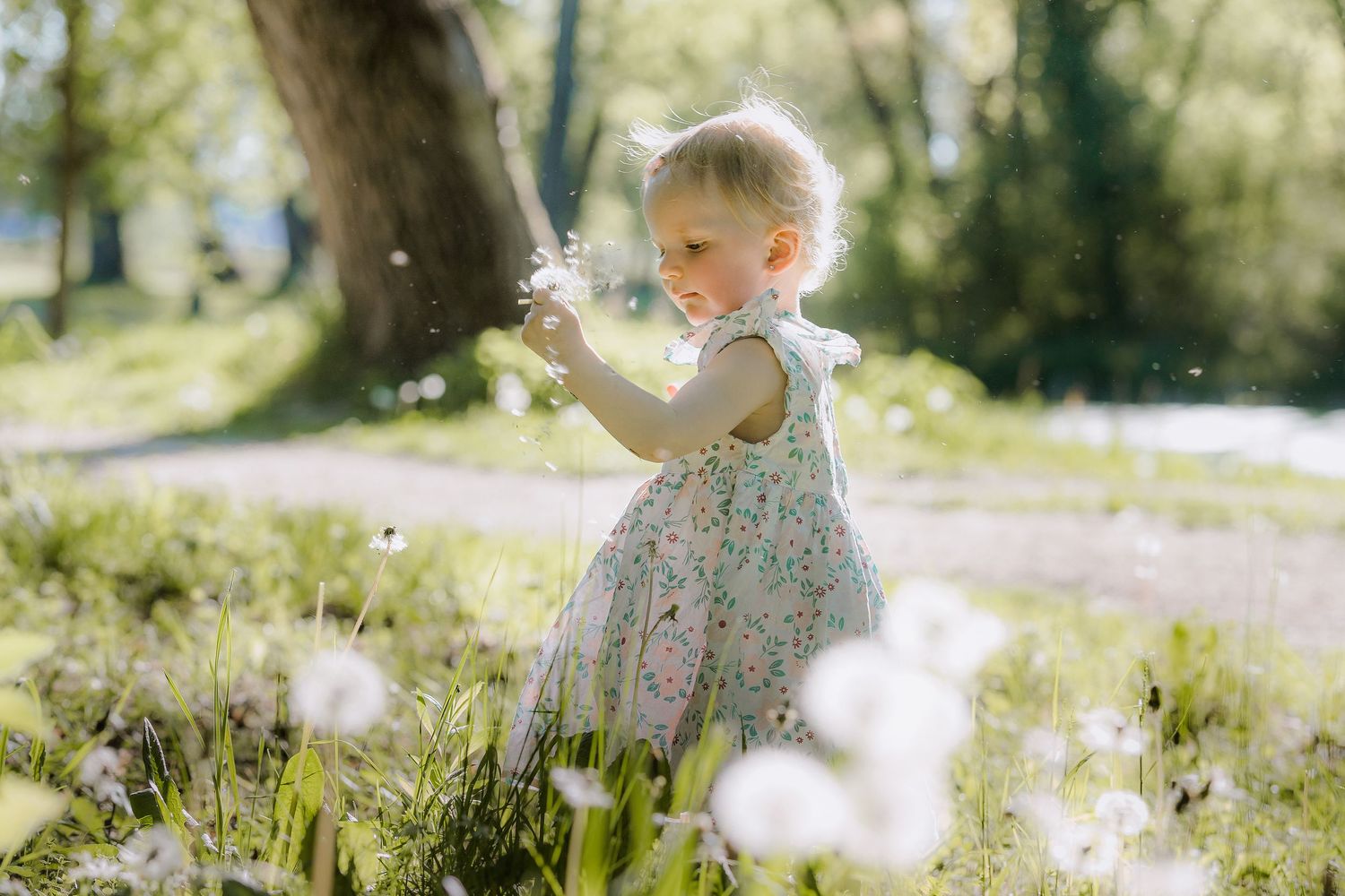 A toddler girl in a floral dress blowing dandelion seeds in a sunny green park.