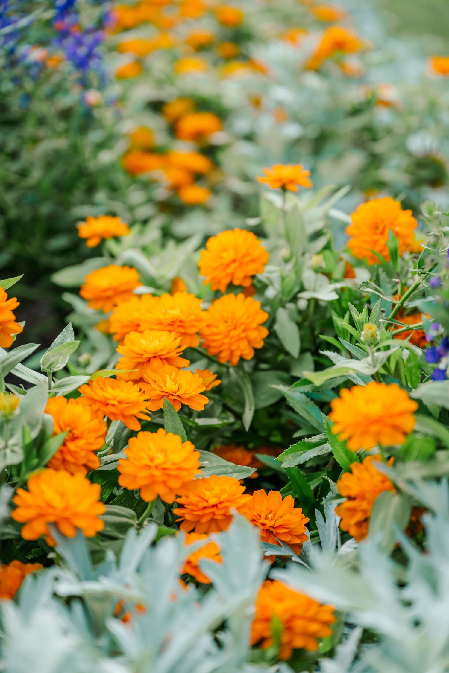 Vibrant orange marigold flowers bloom in a garden with green foliage and purple accents.