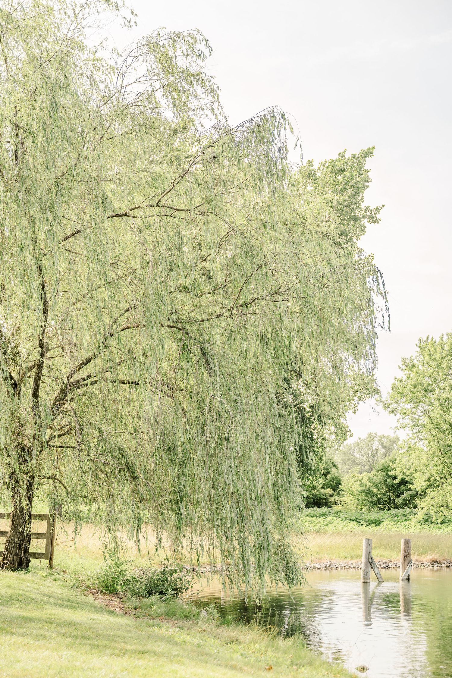 Scenic pond view with drooping willow trees creating a peaceful reflection on the water's surface.