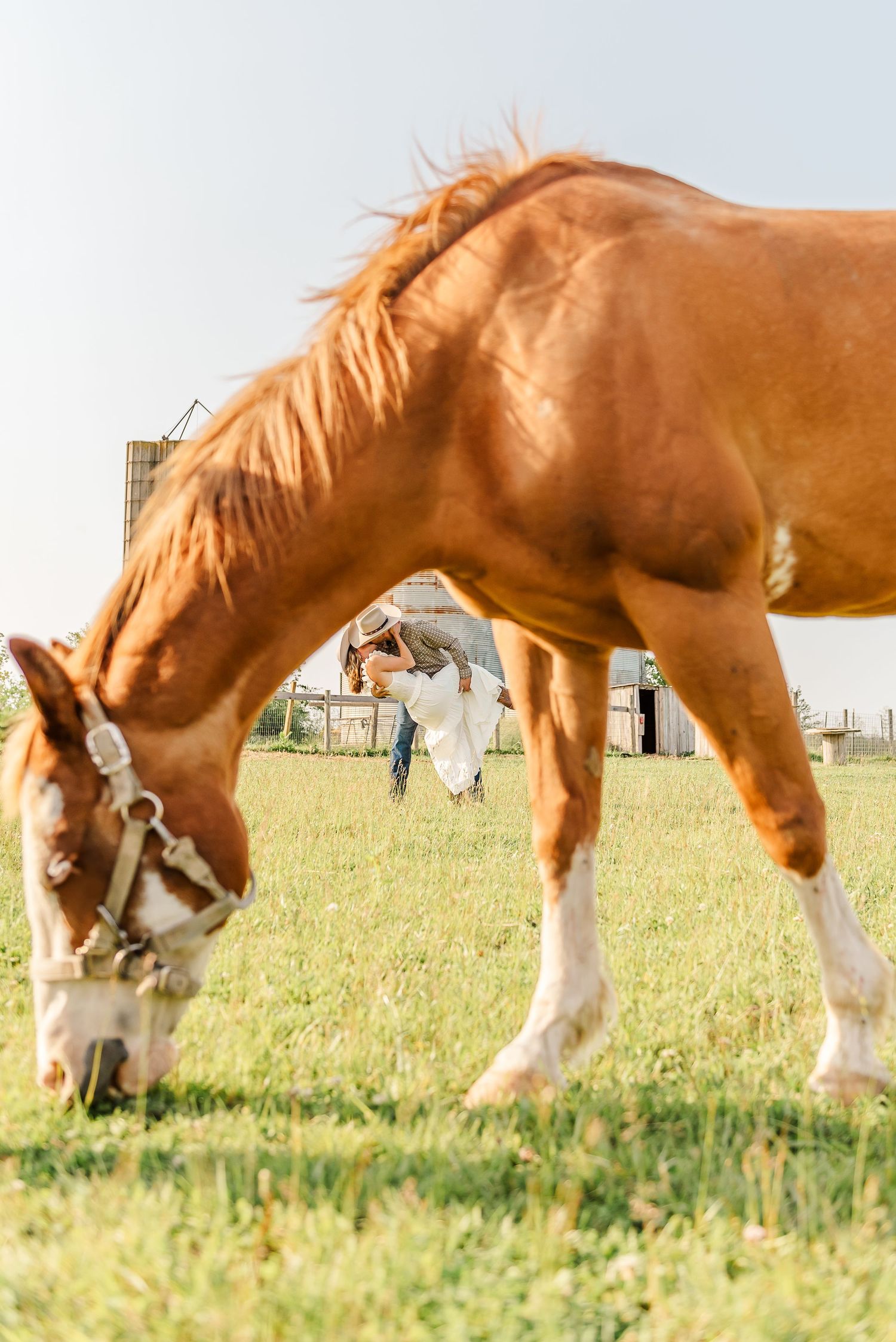 A chestnut Belgian draft horse with white feathered feet grazes in a sunny pasture with another horse visible in background.