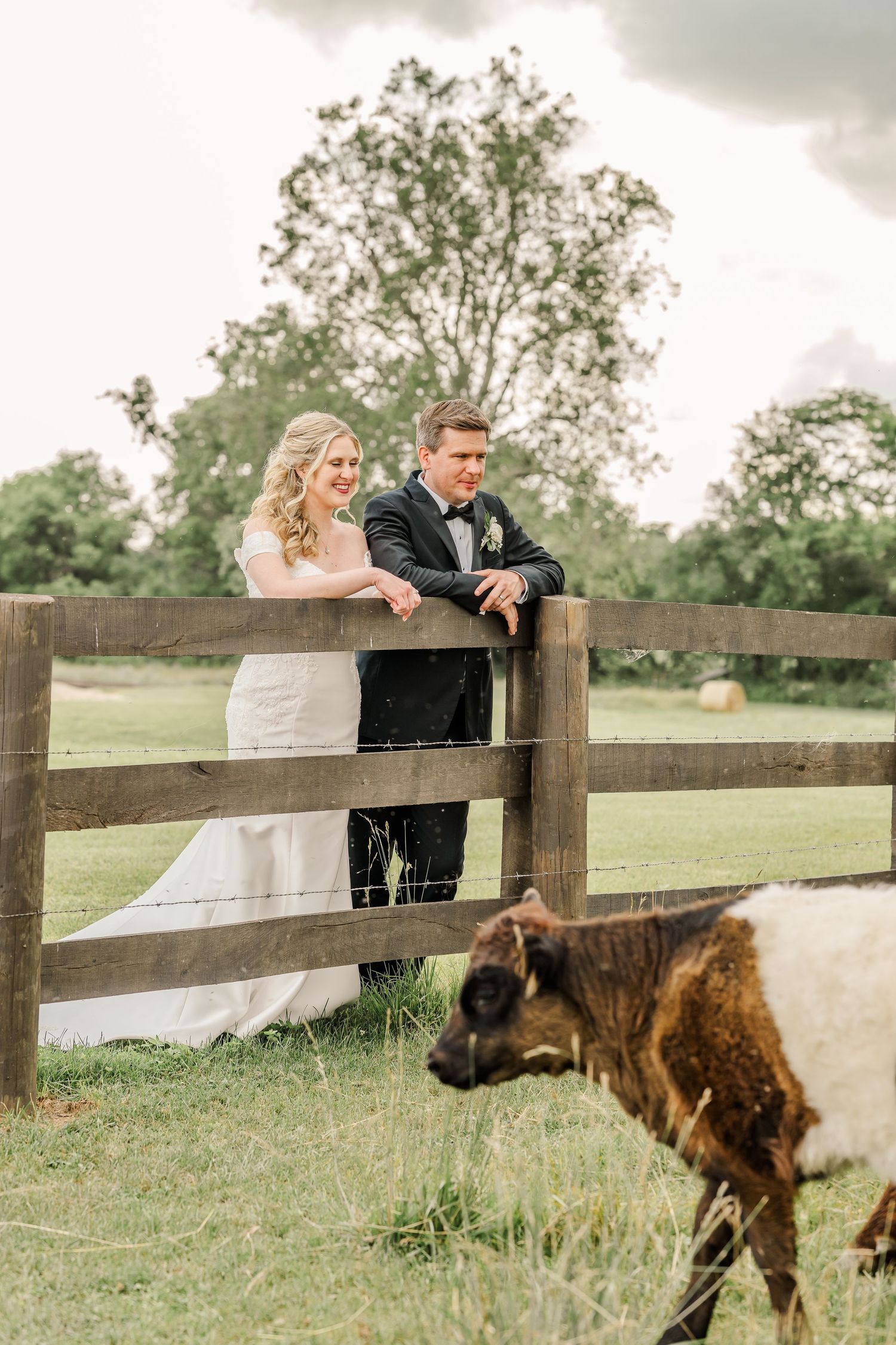 A couple in wedding attire lean against a wooden fence while a brown goat grazes in the foreground of a pastoral scene.