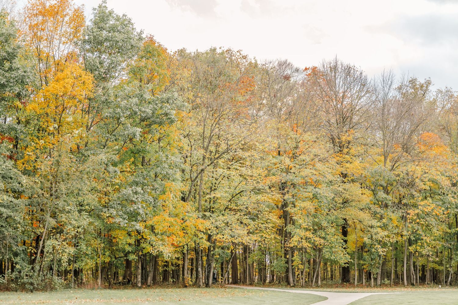 Panoramic view of autumn trees with golden yellow foliage in a wooded area during fall season.Four Seasons Barn Wedding & Event Venue