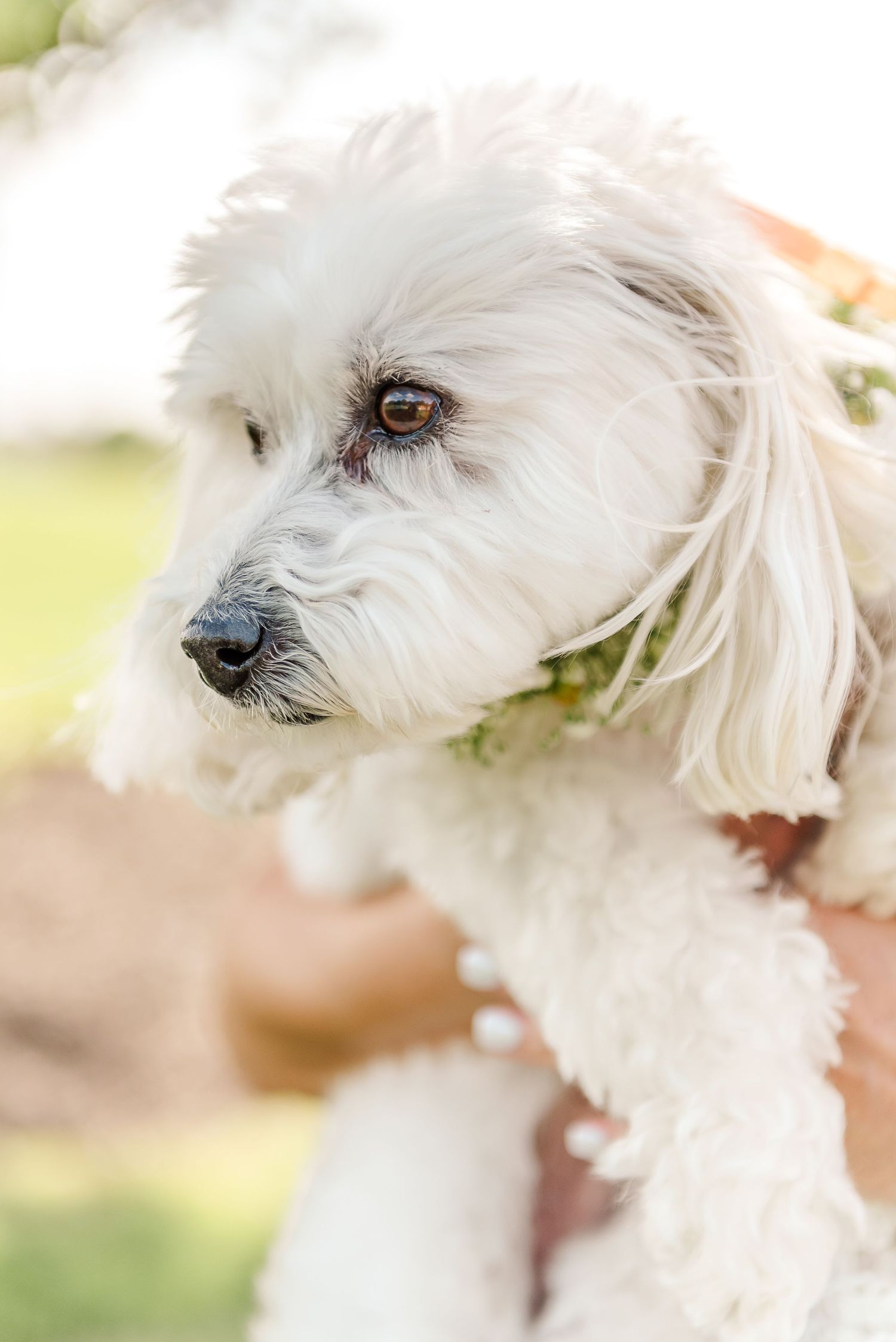 Close up portrait of a white fluffy dog wearing floral accessories during a wedding.