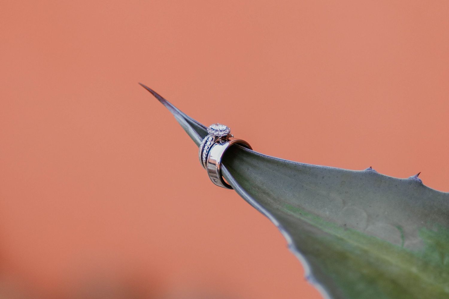 Diamond engagement ring and wedding band displayed on an agave plant tip against a coral background.