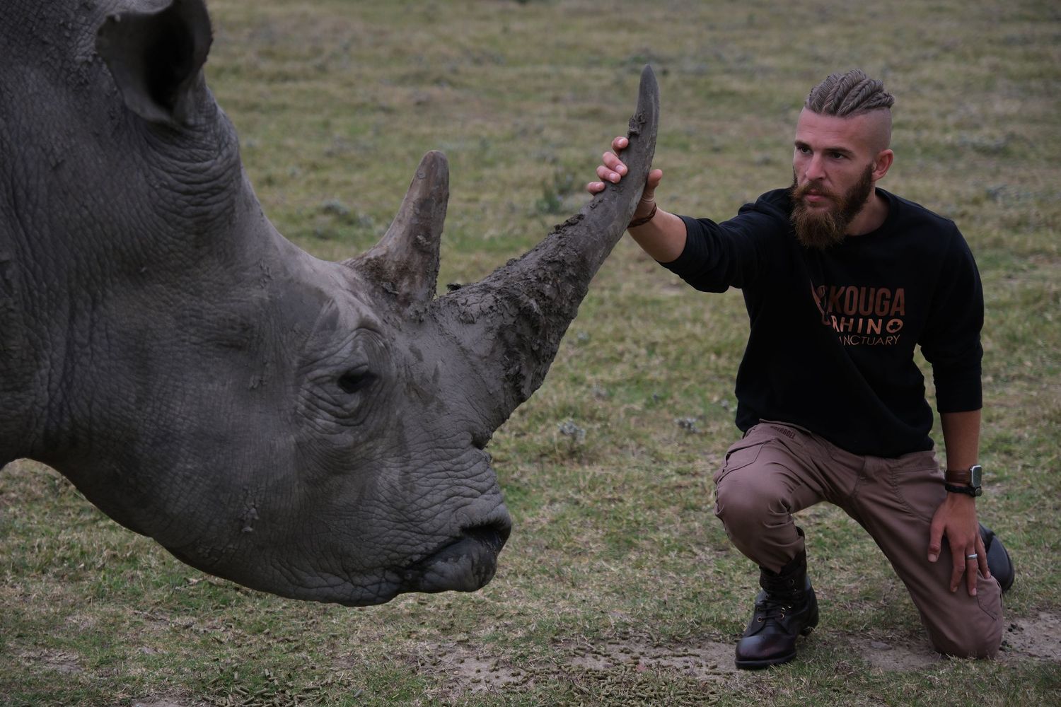 A close encounter with a rhinoceros in a grassy field showing scale and power of the magnificent creature.