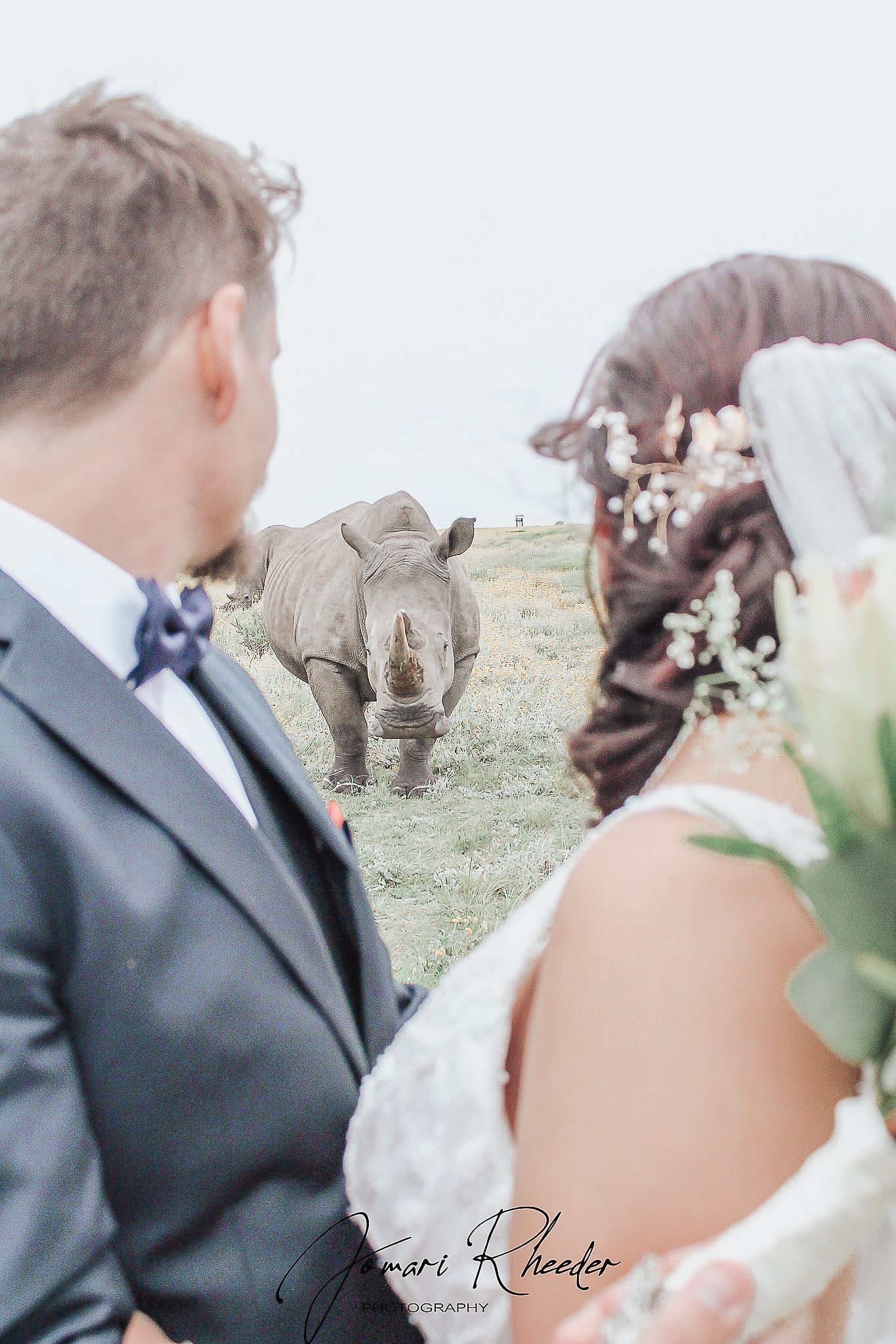 A uniquely captured wedding photo featuring a rhinoceros in the background of formal portraits.