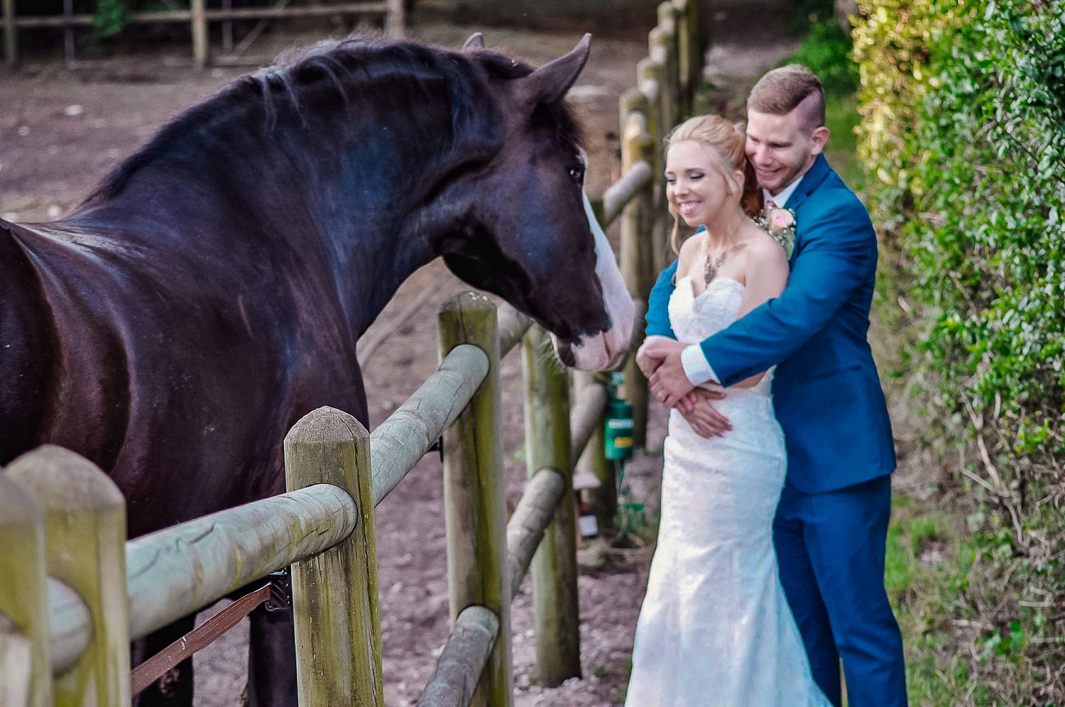 A wedding couple petting a dark horse over a wooden fence during their countryside photoshoot.