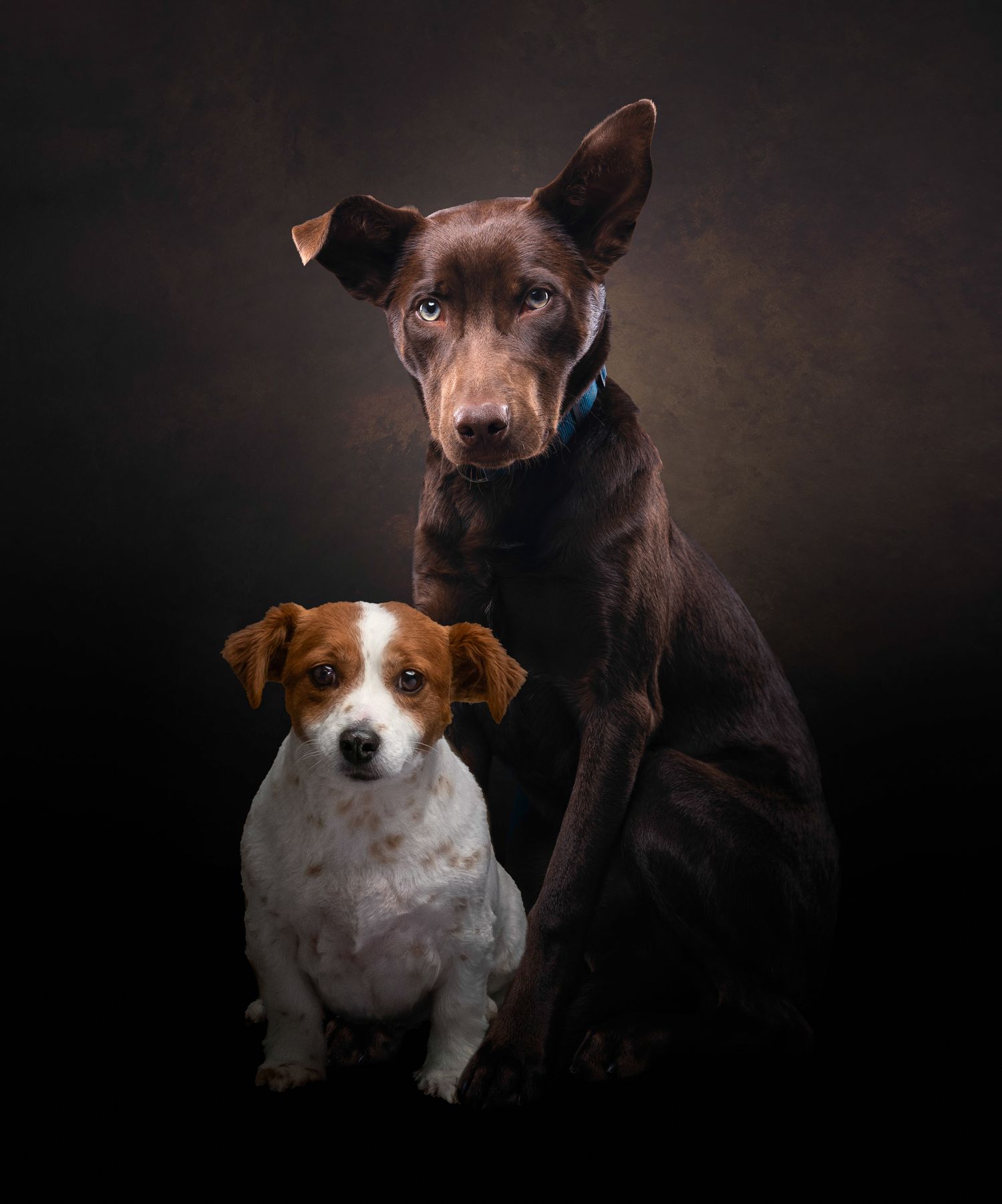 Professional studio portrait of a chocolate brown dog and white Jack Russell terrier posing together against dark background.