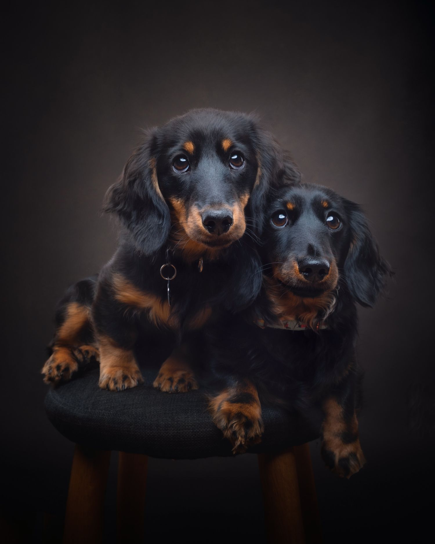 Two long-haired dachshunds, one black and one black and tan, pose together on a dark chair against a shadowy backdrop.