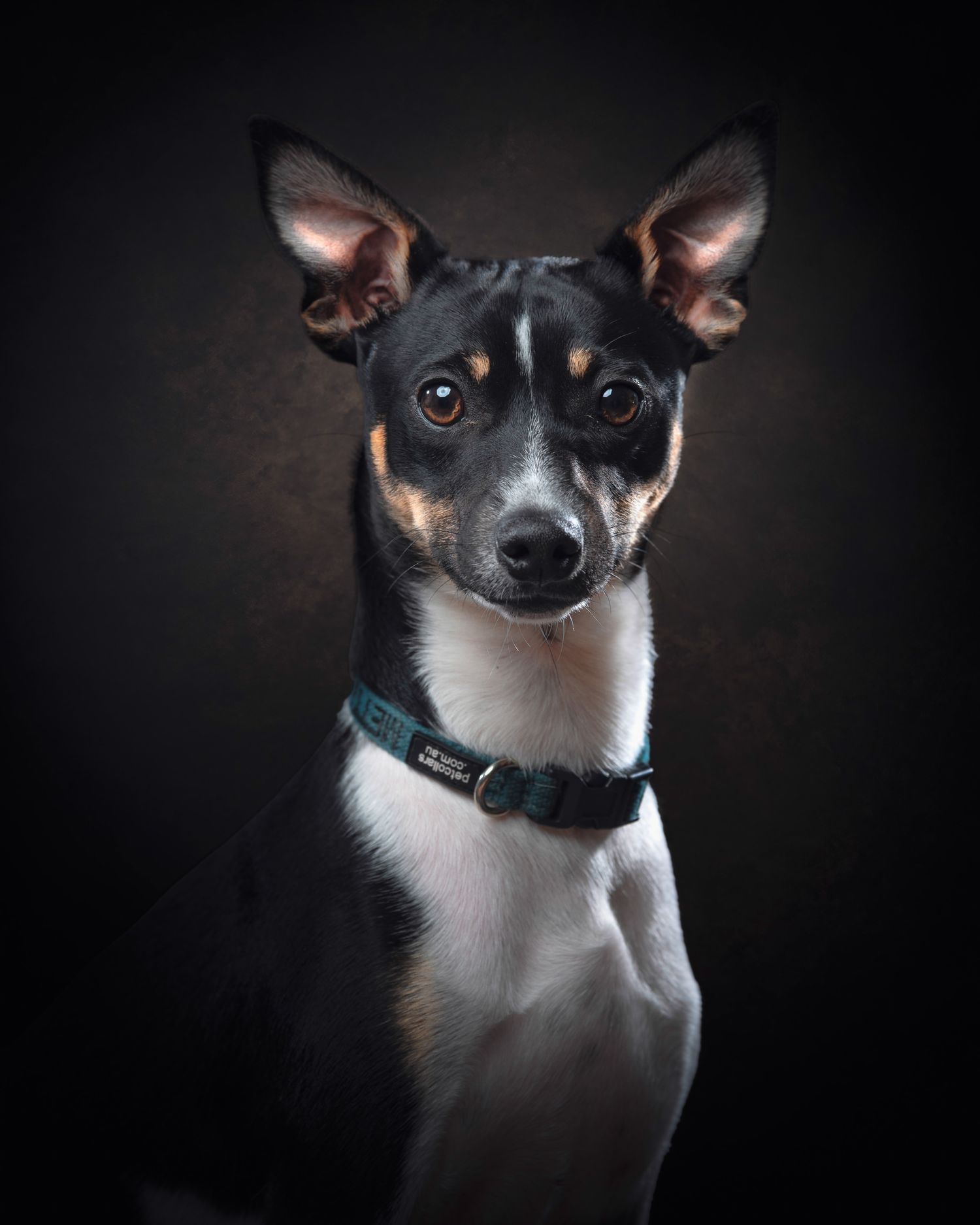 A striking portrait of a black and white rat terrier dog wearing a blue collar against a dark background.