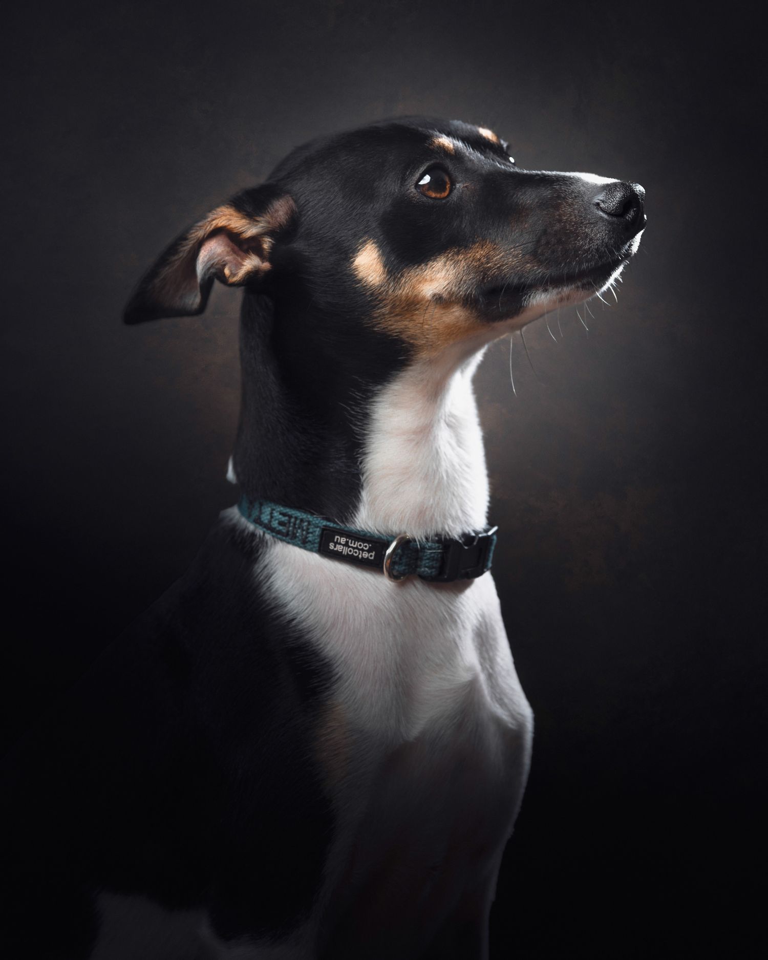 Portrait of a black and white rat terrier dog with pointy ears and a collar against a dark background.