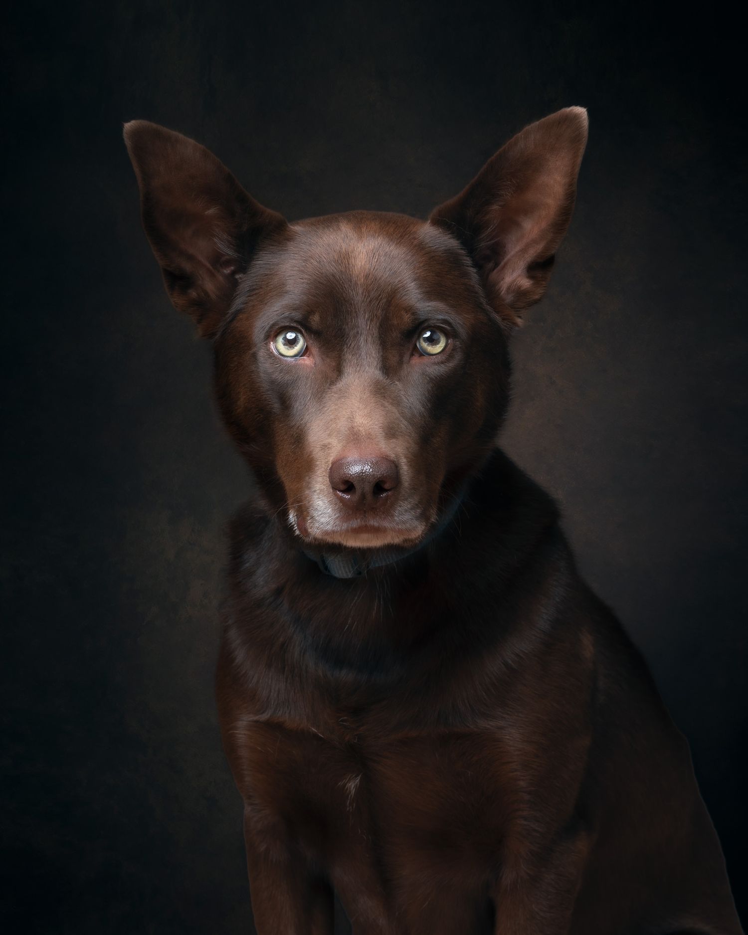 A chocolate brown dog with striking blue eyes gazes intently at the camera against a dark background in a studio portrait.