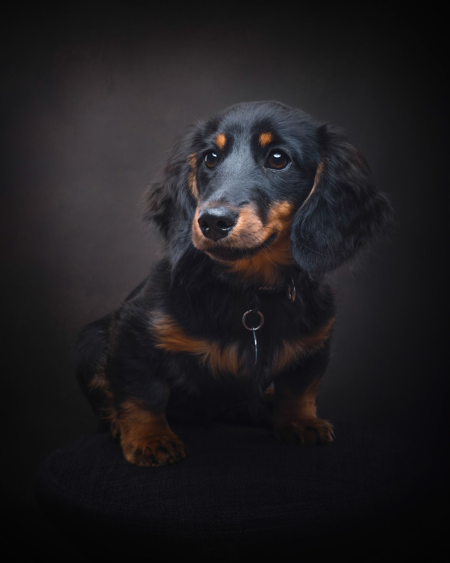 A black and tan dachshund sits poised against a dark background, showcasing its soulful amber eyes and glossy coat.