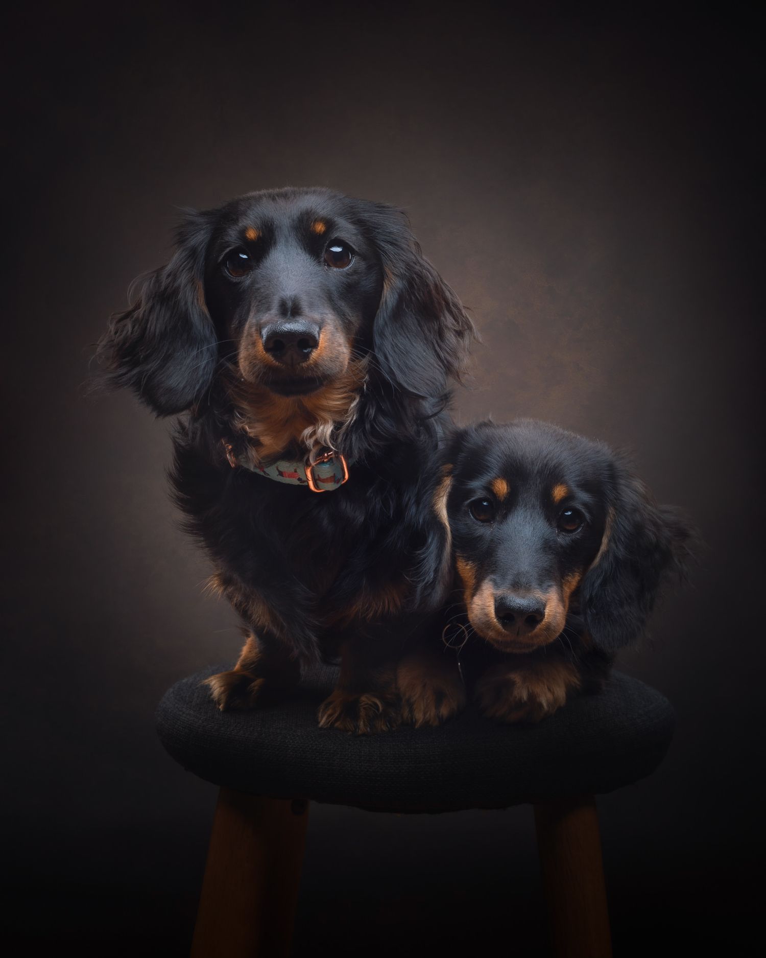 Two dachshunds with black and brown fur pose together on a dark chair against a moody background.