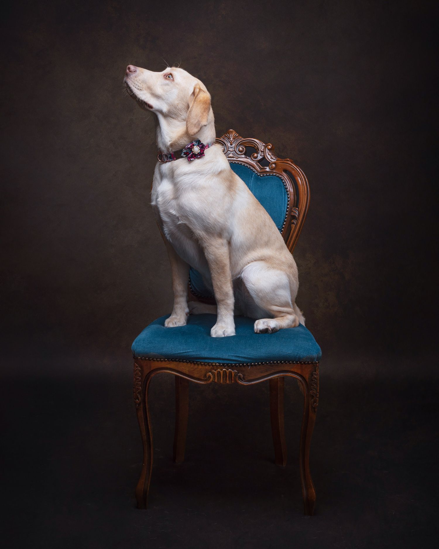 White and tan dog sitting regally on an ornate vintage blue upholstered chair against a dark background.