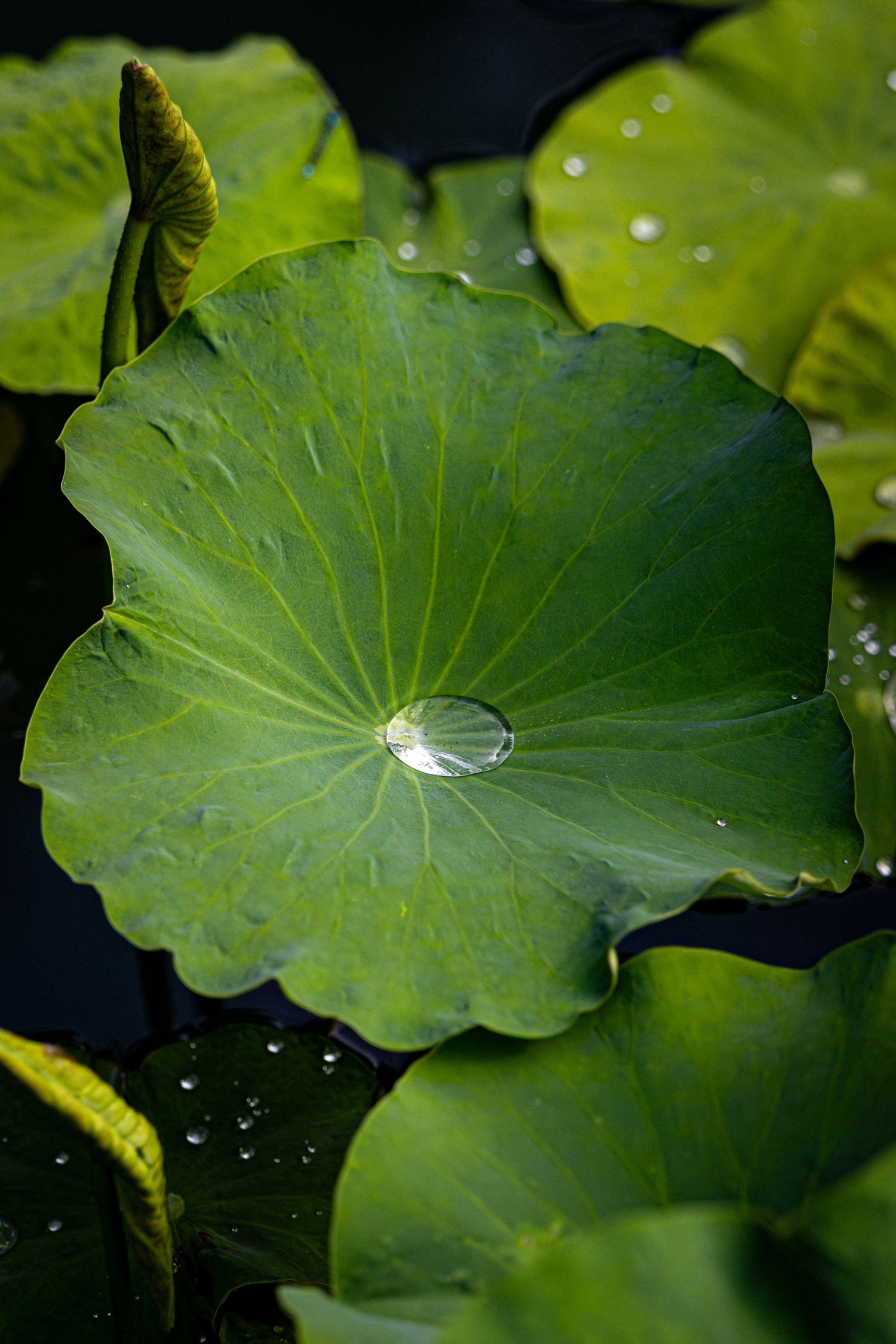 Jardin Botanique de Montreal