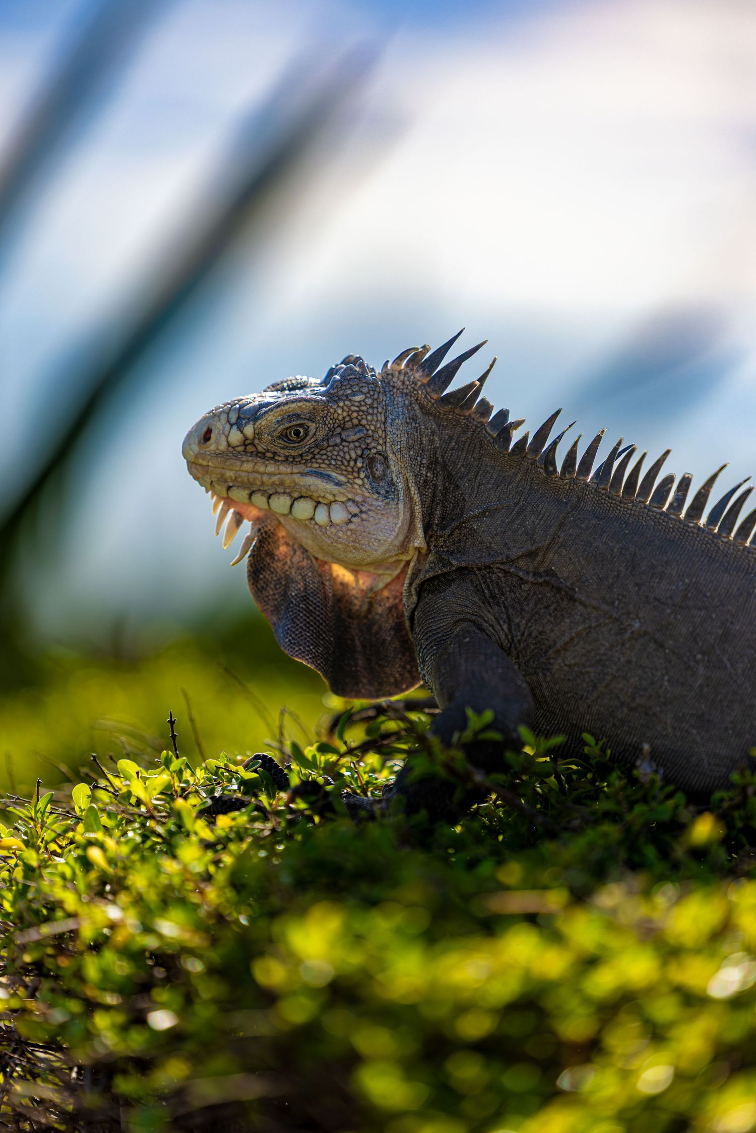 Guadeloupe