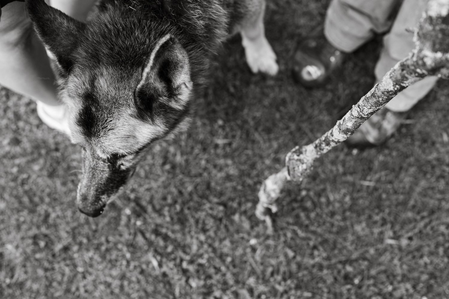 Black and white photo of a German Shepherd focused on a stick, capturing a moment of curiosity and connection with its owner