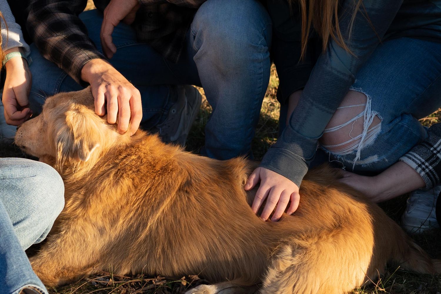 Golden retriever surrounded by loving hands, basking in warm sunlight. Heartfelt pet and family photography capturing genuine connection