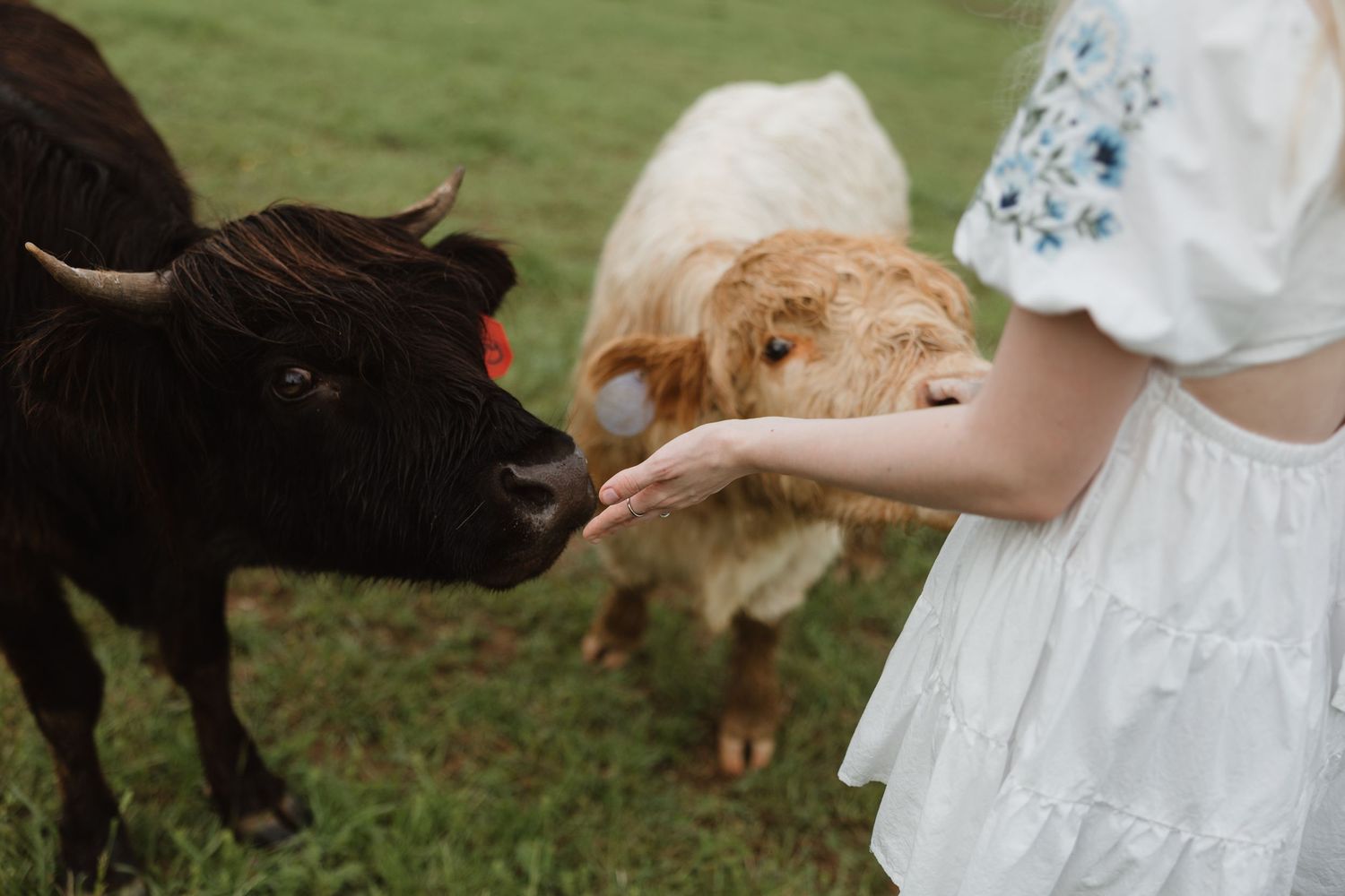A white dress-wearing figure hand feeding goats in a grassy field.