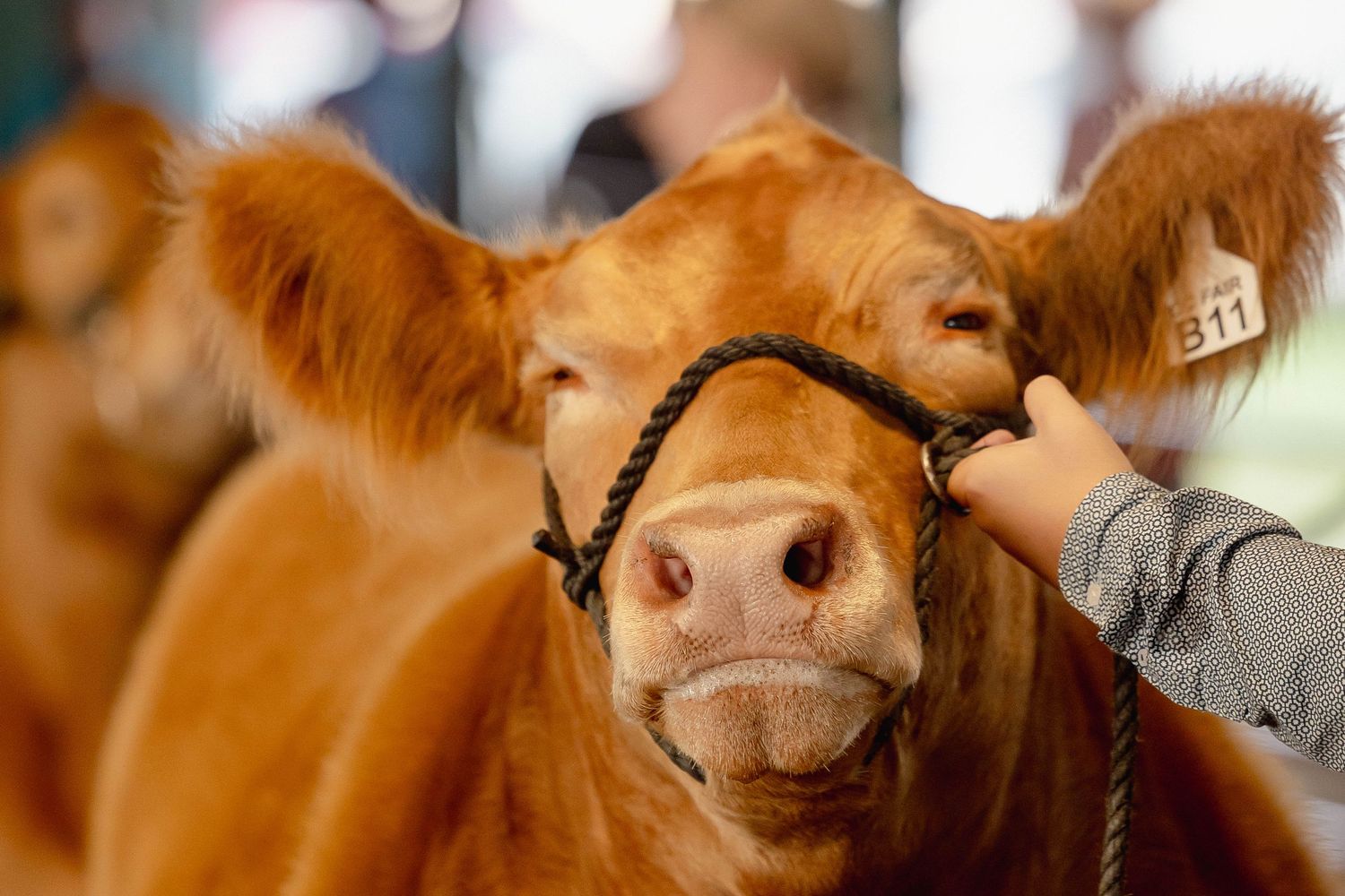 Close-up of a brown Limousin cow with a halter at a livestock show, yellow ear tag B11 visible.