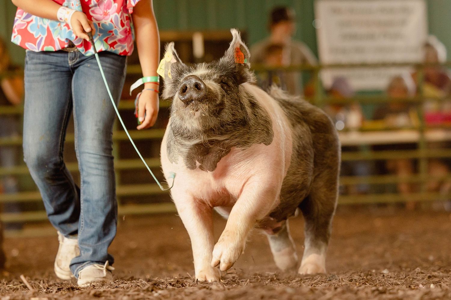 Large pink and gray pig walking on a leash being shown at an agricultural fair or livestock competition.