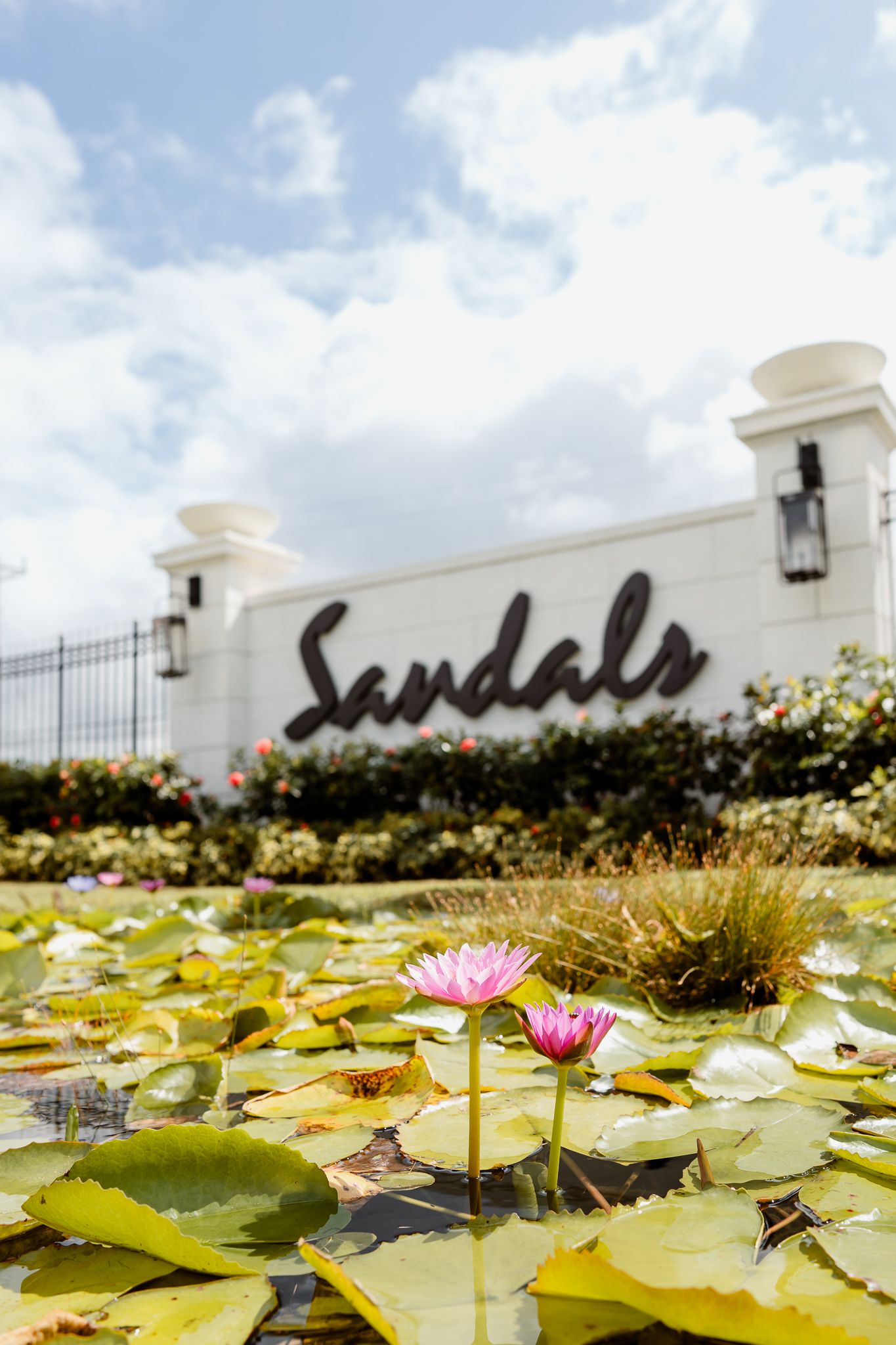 Pink water lilies float in a pond at the entrance of Sandals Resort, with the iconic sign and lush gardens behind.