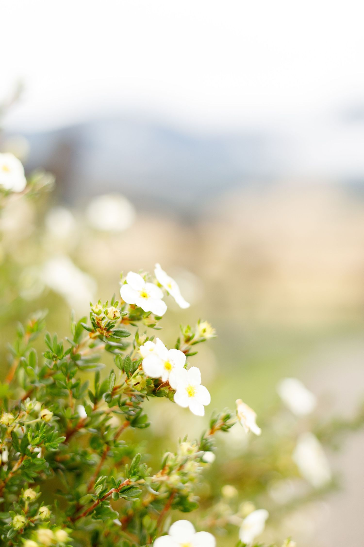Delicate white wildflowers blooming in soft focus with mountains visible in the distance.