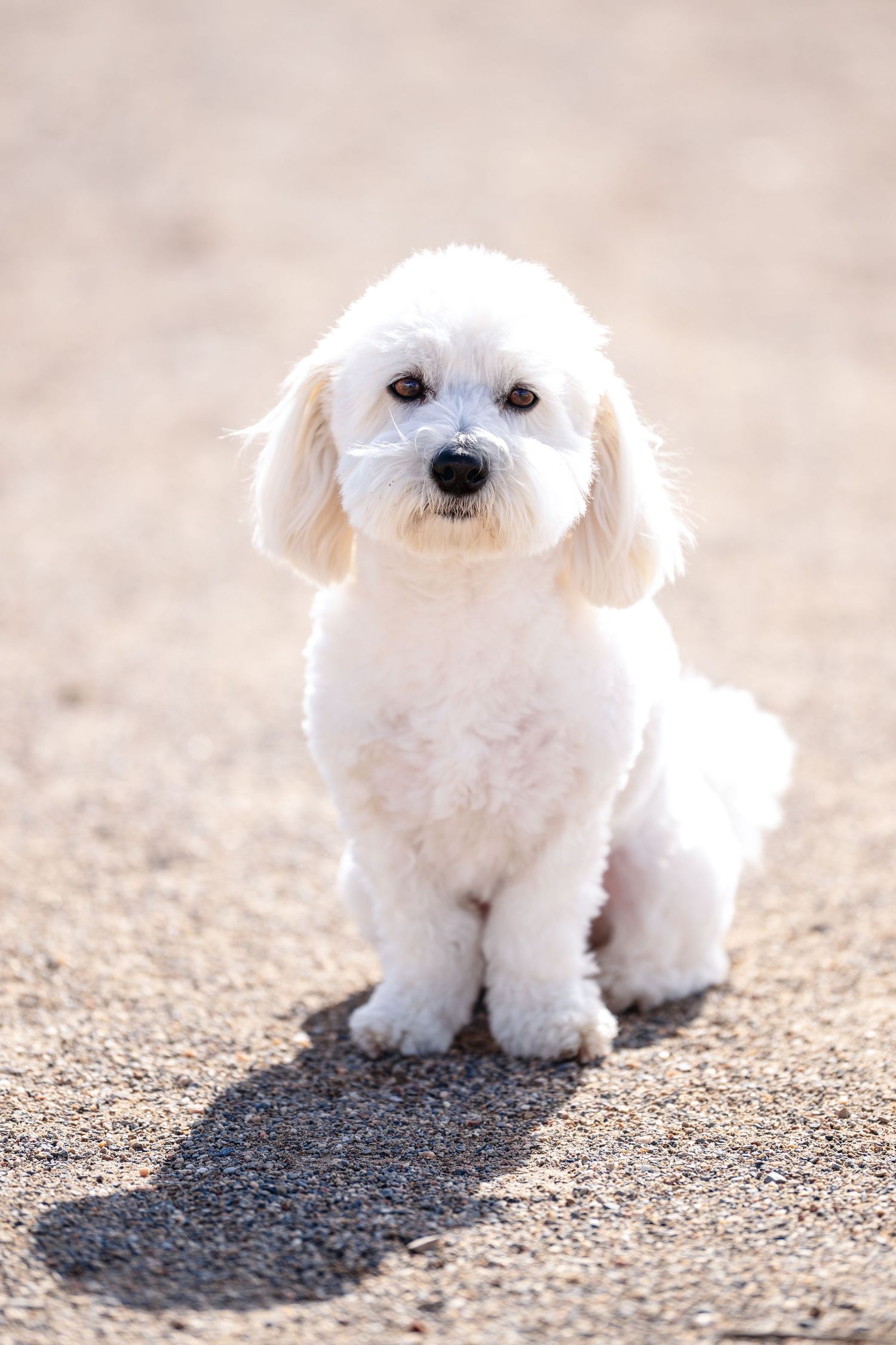 Small white dog portrait outdoors during family photography session