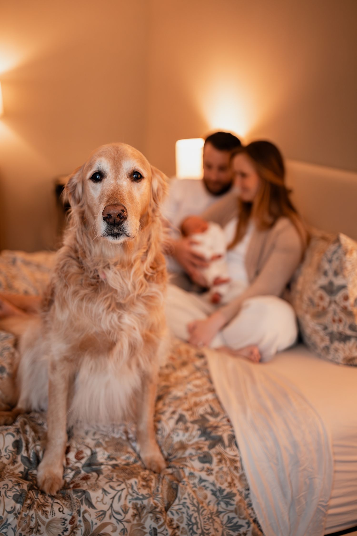 A close-up of a golden retriever sitting on a floral bedspread in warm lighting.