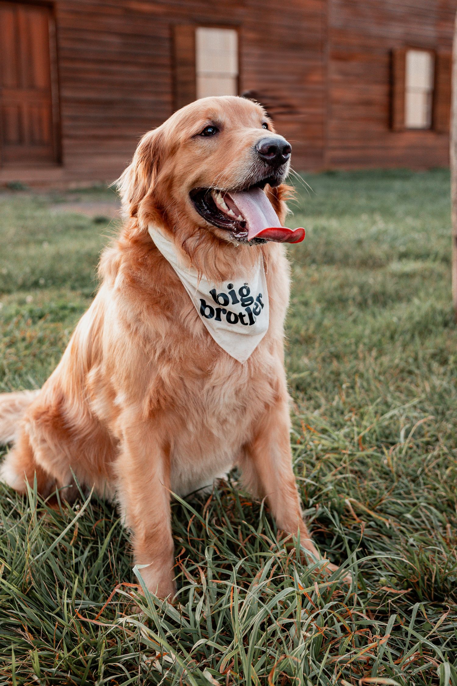 A happy Golden Retriever wearing a white bandana sits on grass in front of a rustic wooden building.