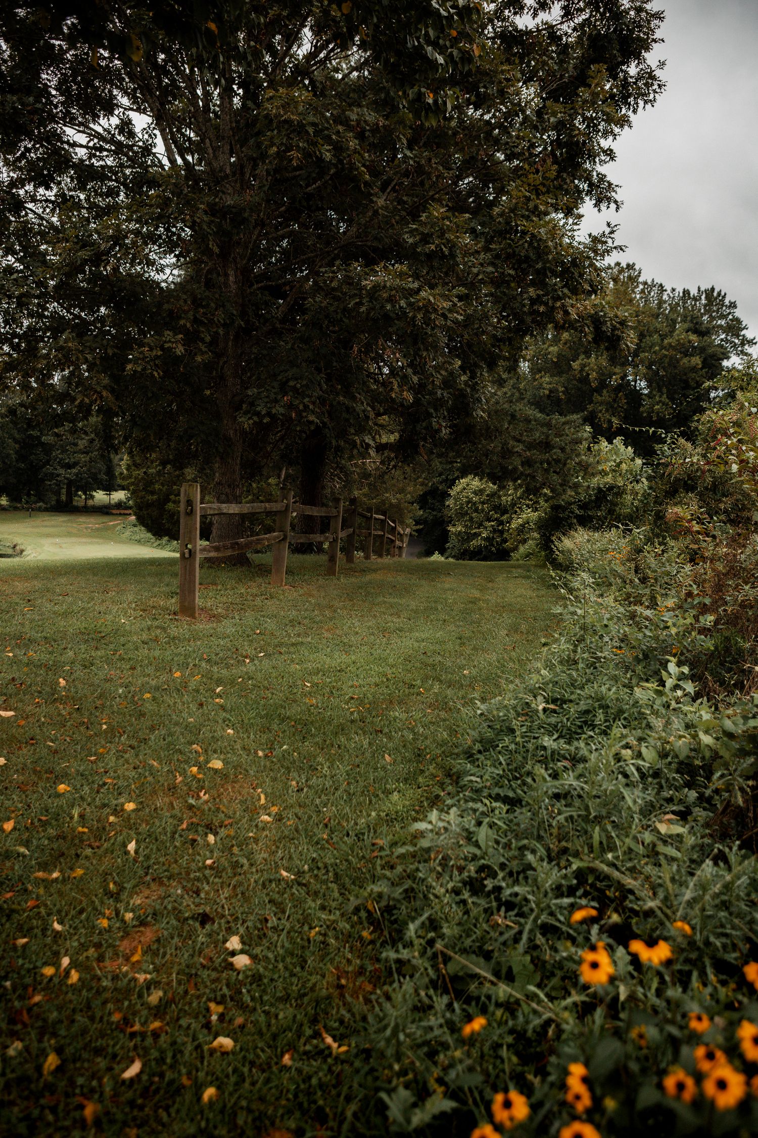 Orange wildflowers bloom in the foreground of a grassy field with scattered trees on an overcast day.