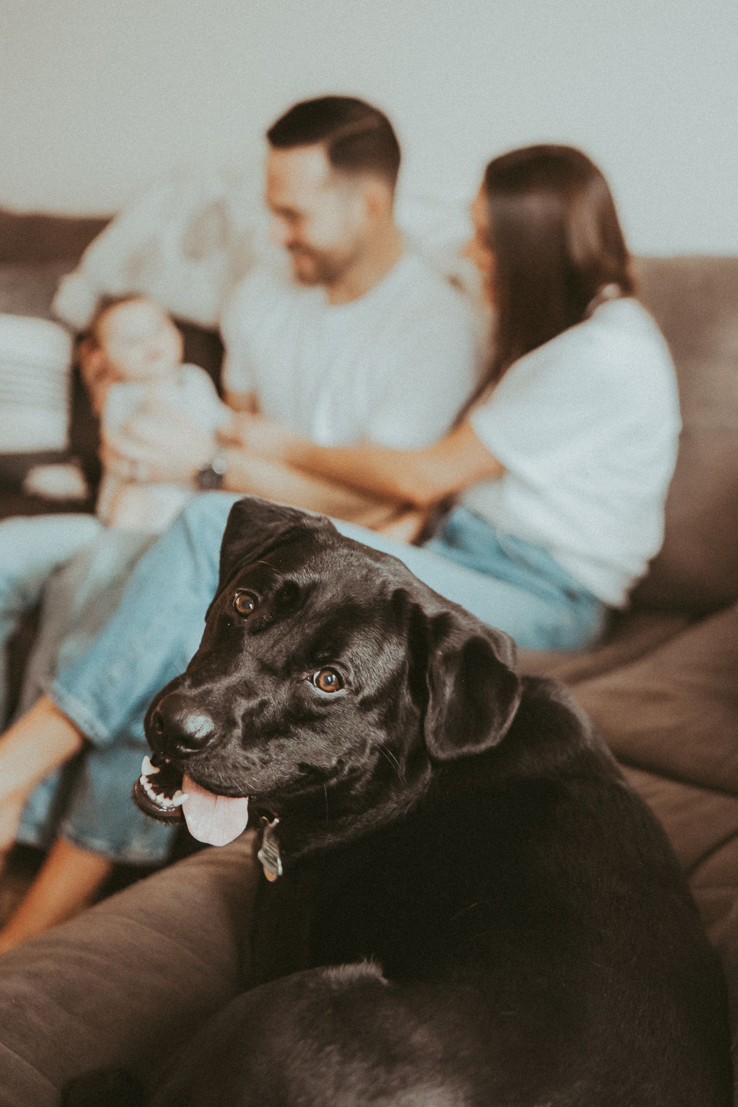 Black dog rests on couch while family spends time together in background.