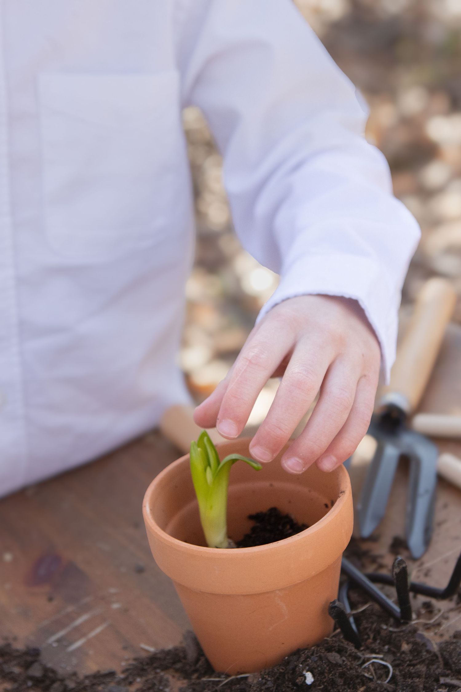 Close-up of hands planting a small green sprout in terracotta pot with gardening tools nearby.