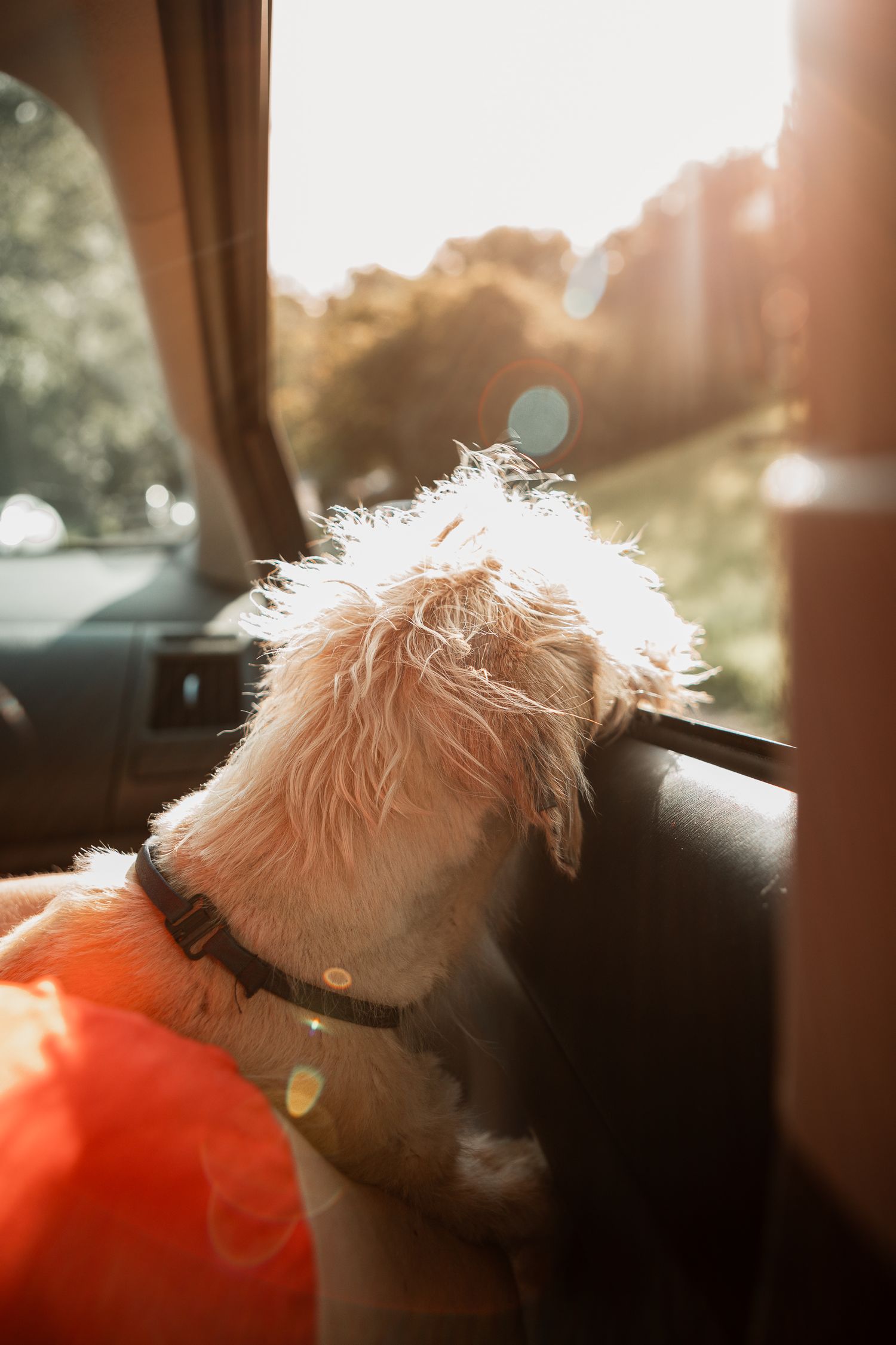 A small white dog rests in a car seat, backlit by golden sunlight filtering through the windows.