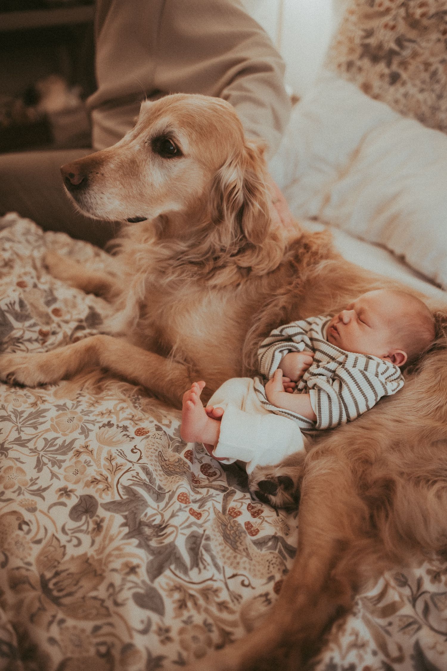 Golden retriever dog lies protectively next to sleeping infant on floral bedding.